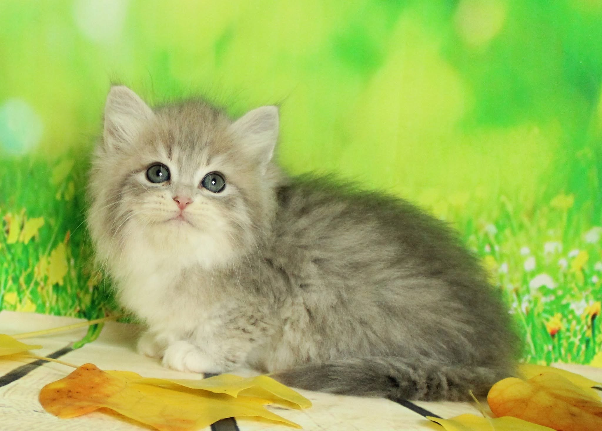 Katzen | Females. Photographer Татьяна