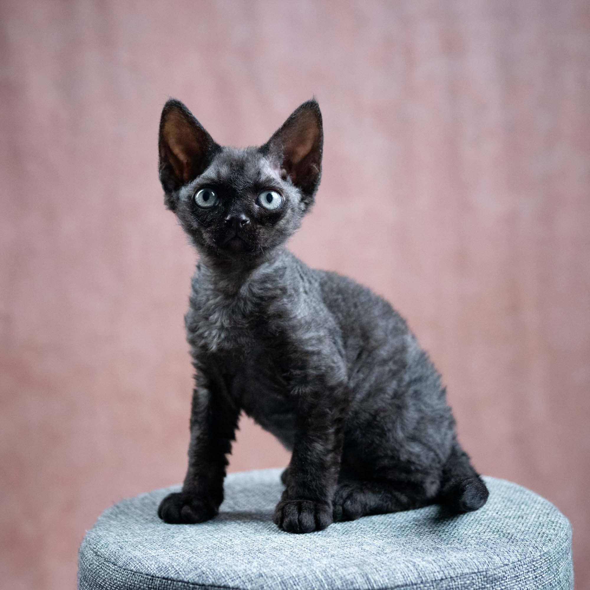 Smoke, boy,  born on  04.11.24, Sold. Devon Rex Pixie Cattery