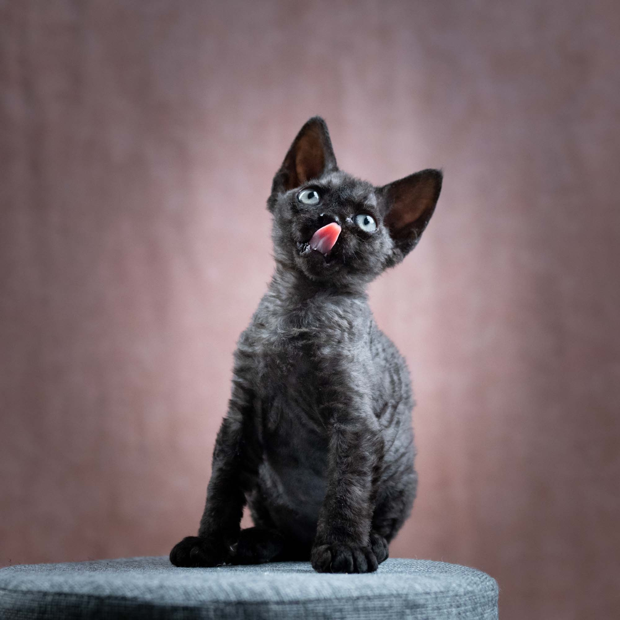 Smoke, boy,  born on  04.11.24, Sold. Devon Rex Pixie Cattery