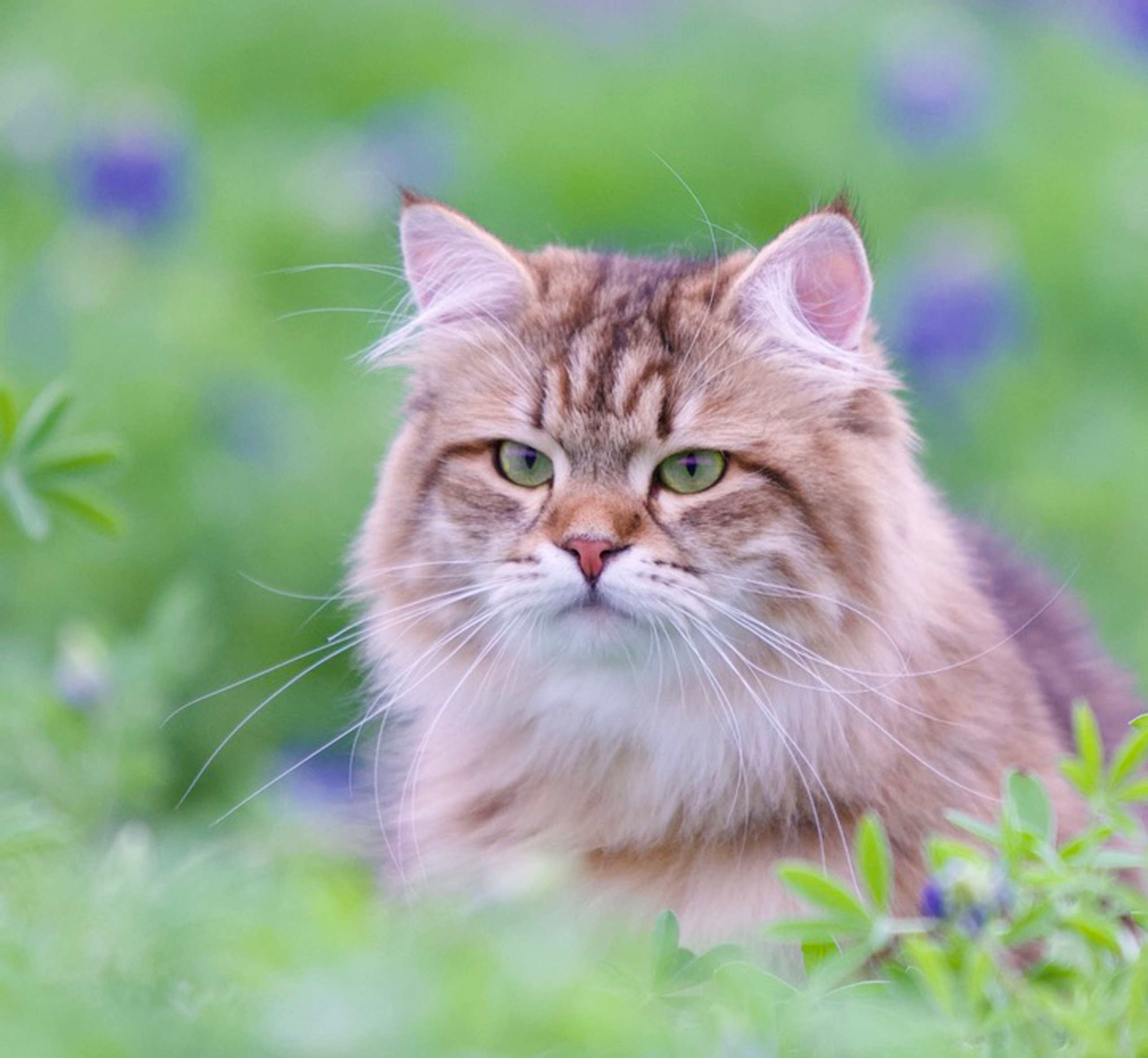 Astera Siberians | Traditional TICA & CFA Registered Siberian Kittens — Texas & USA. Astera Siberians |Hypoallergenic Kittens