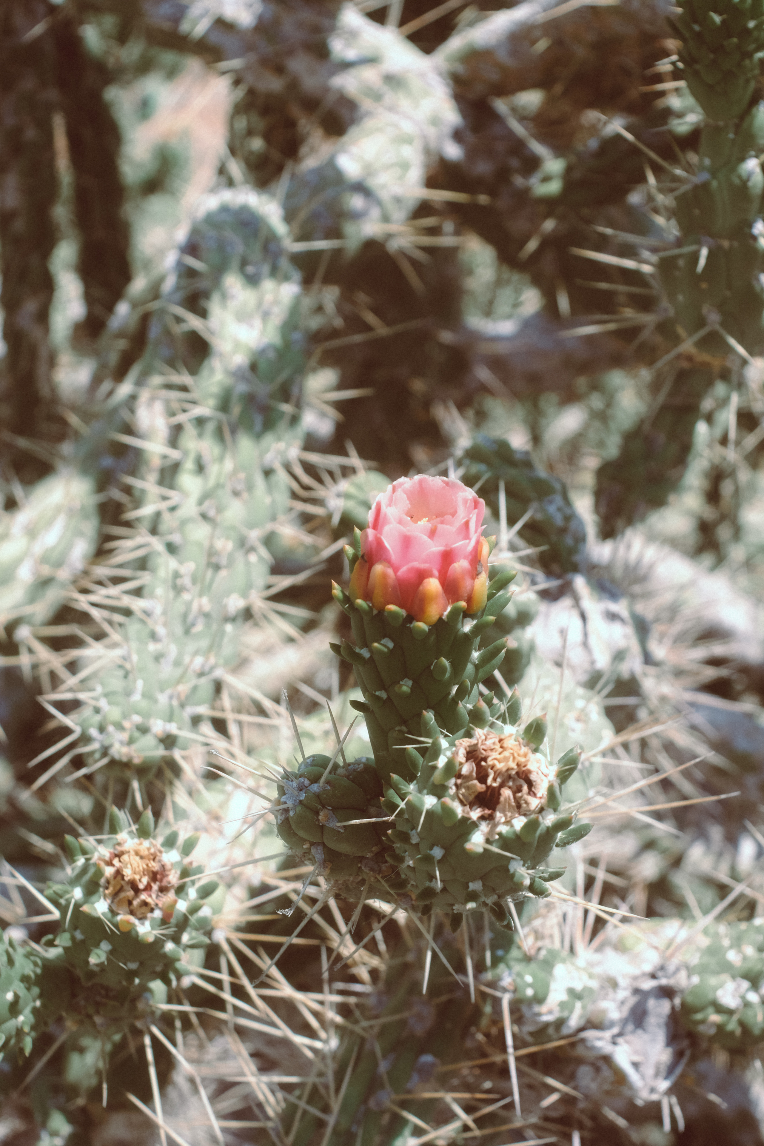 Cactus | Street Photography Limassol, Cyprus | FUJIFILM XPRO-3 + MIR-1 37MM F2.8