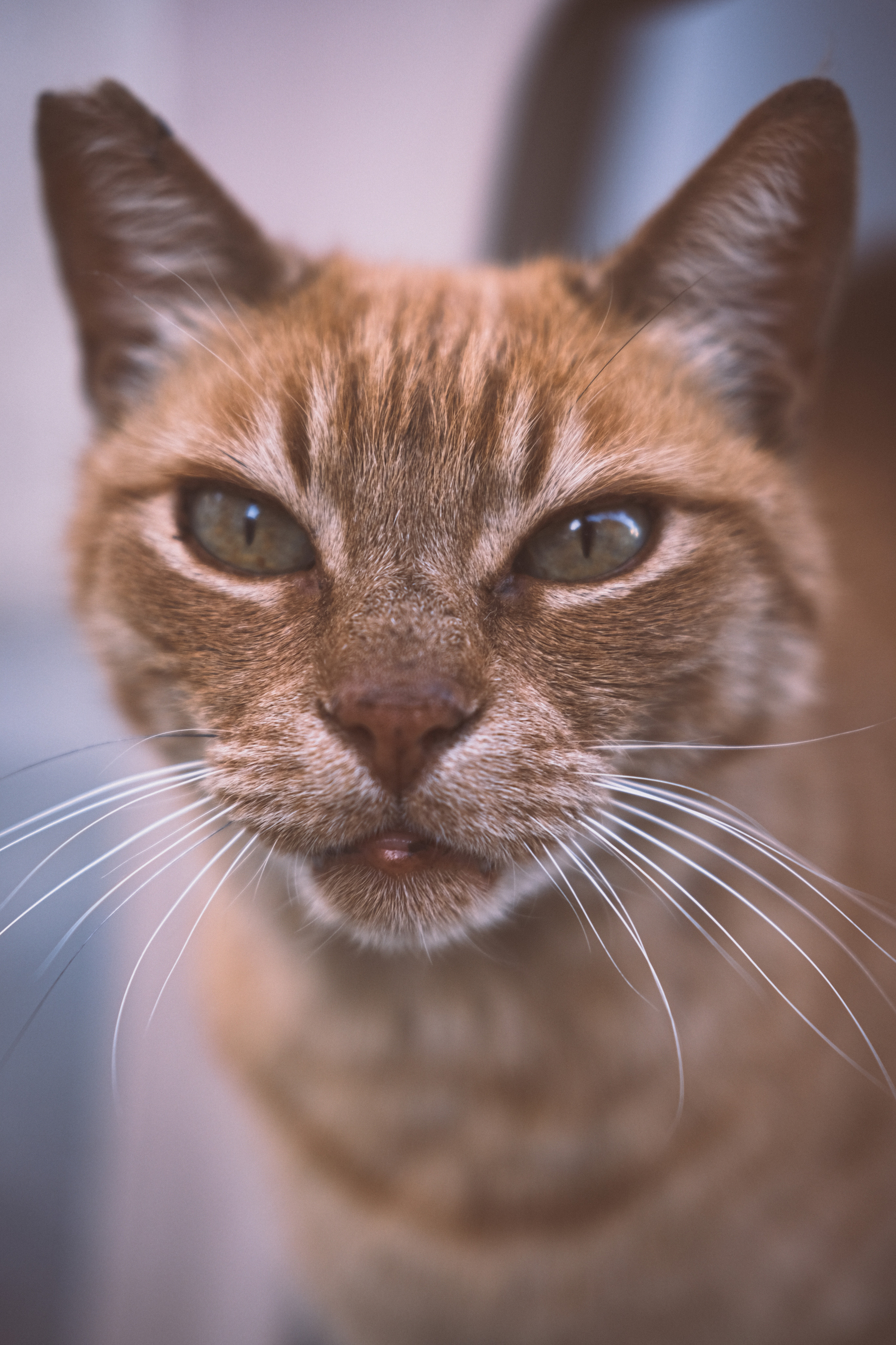 Portrait | Street Cat | Street Photography | Cyprus