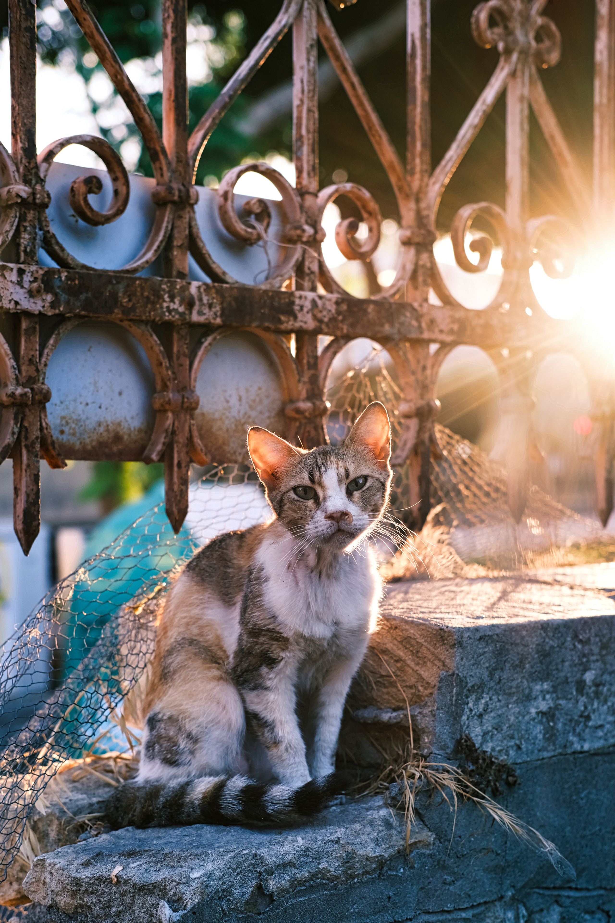 Stray Cat | Limassol | Cyprus | Camera: FUJIFILM X-Pro3 35mm F2.0