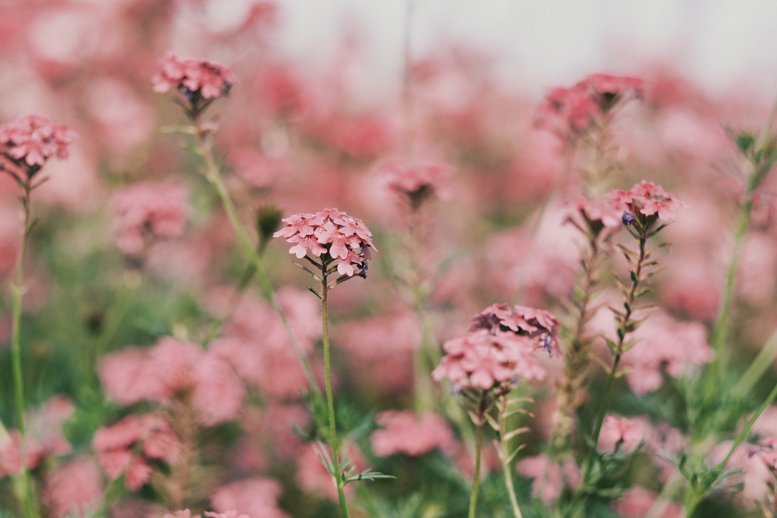 Guangming | Guangming District | Shenzhen | 光明. 中国街头摄影 | The Streets of China Through My Eyes | 深圳