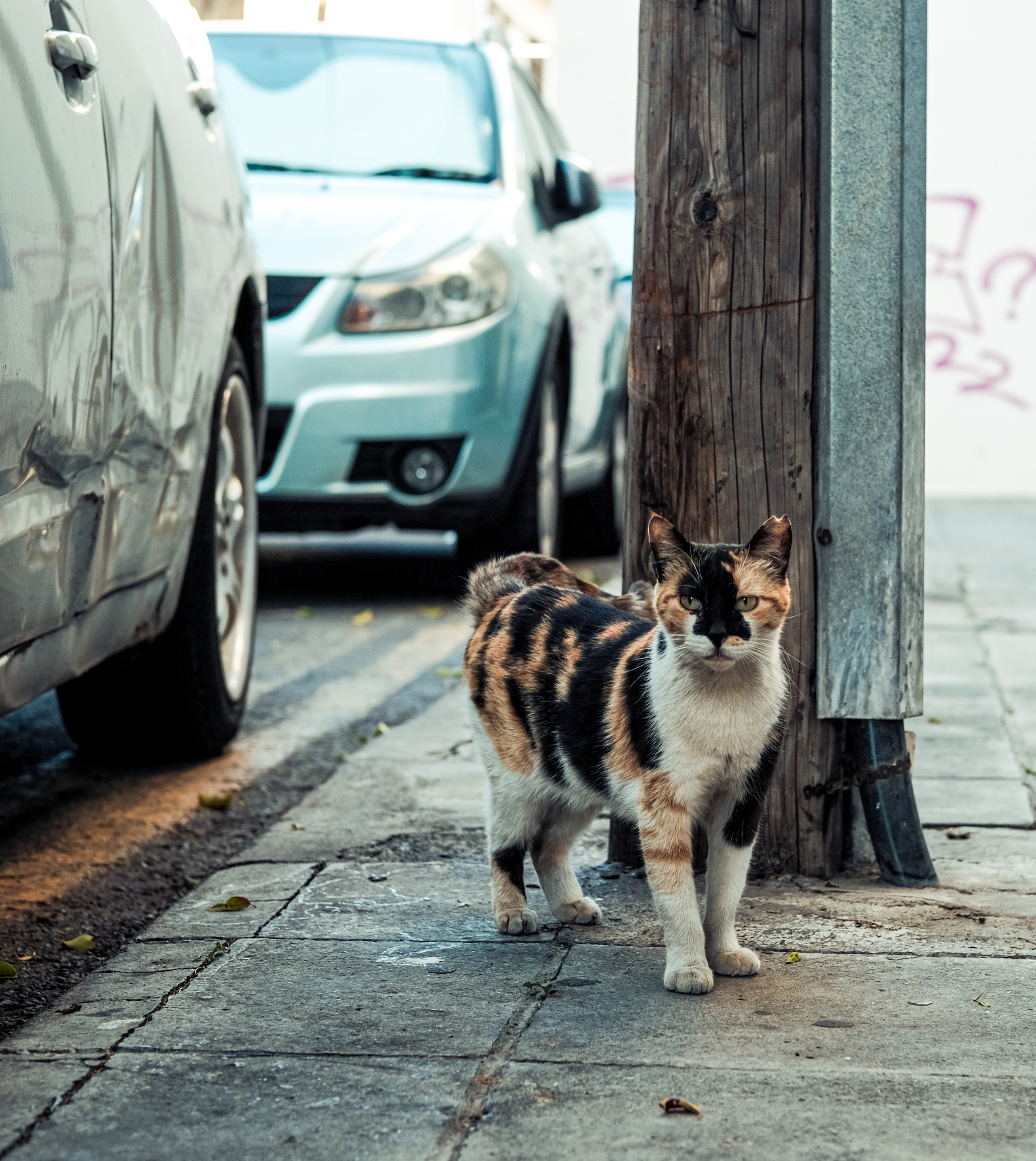 Street Cat | Limassol Street Photography | Cyprus