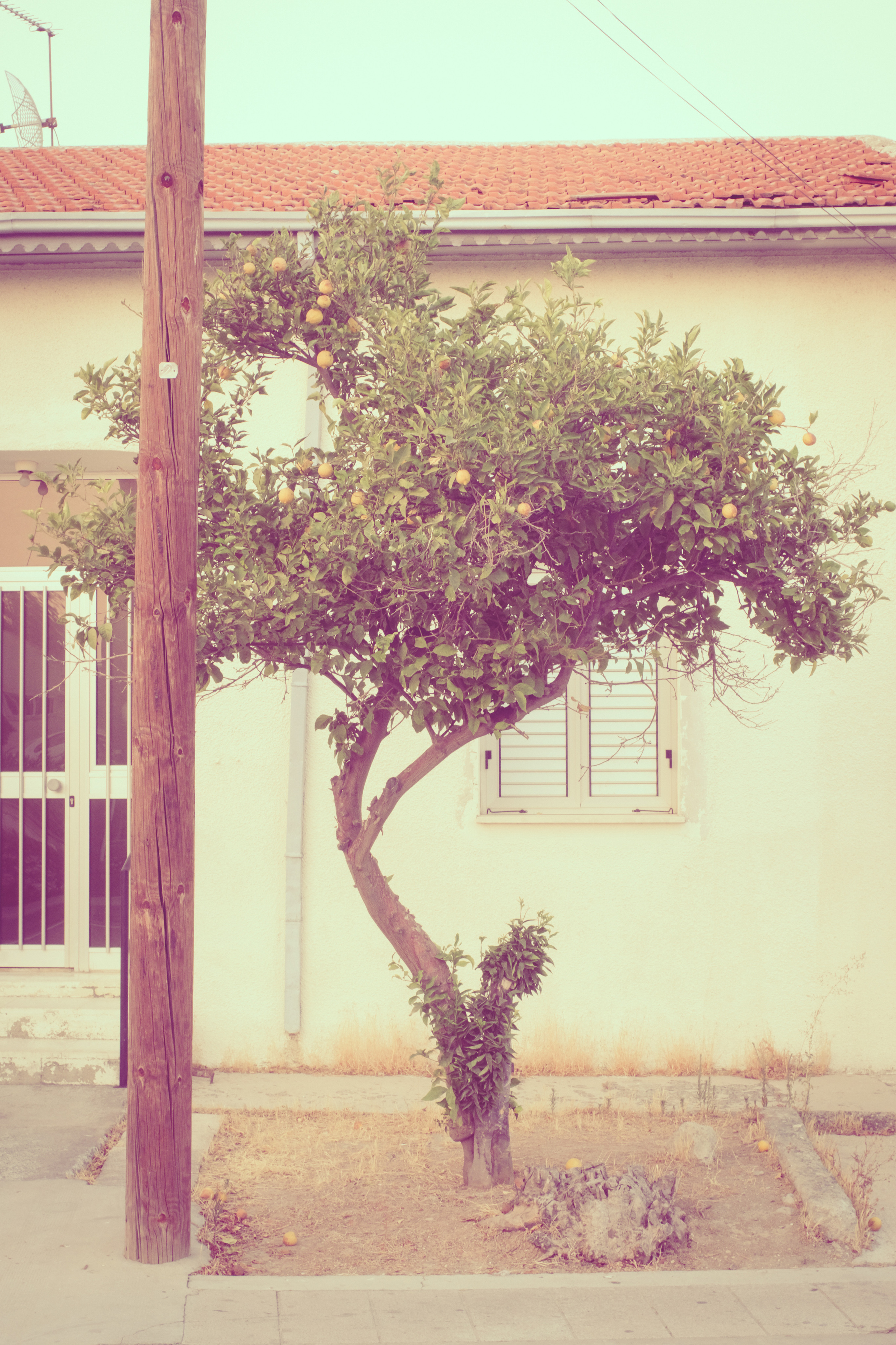 Tree | Vintage Lens | Street Photography Limassol, Cyprus | FUJIFILM XPRO-3 MIR-1 37MM F2.8