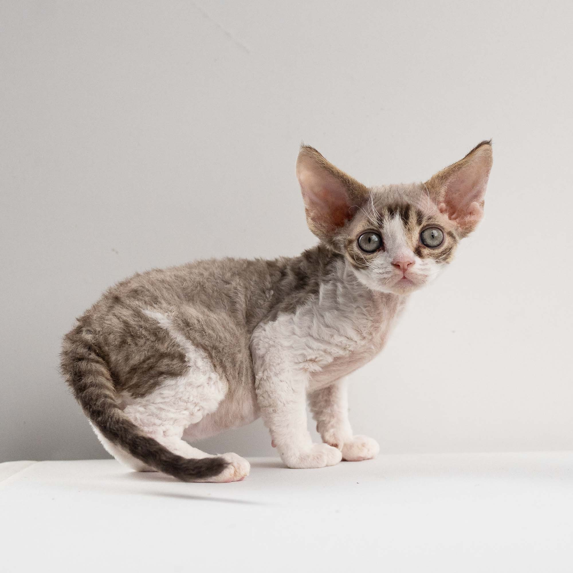 Eddie, boy, born on 06.09.24 Sold. Devon Rex Pixie Cattery