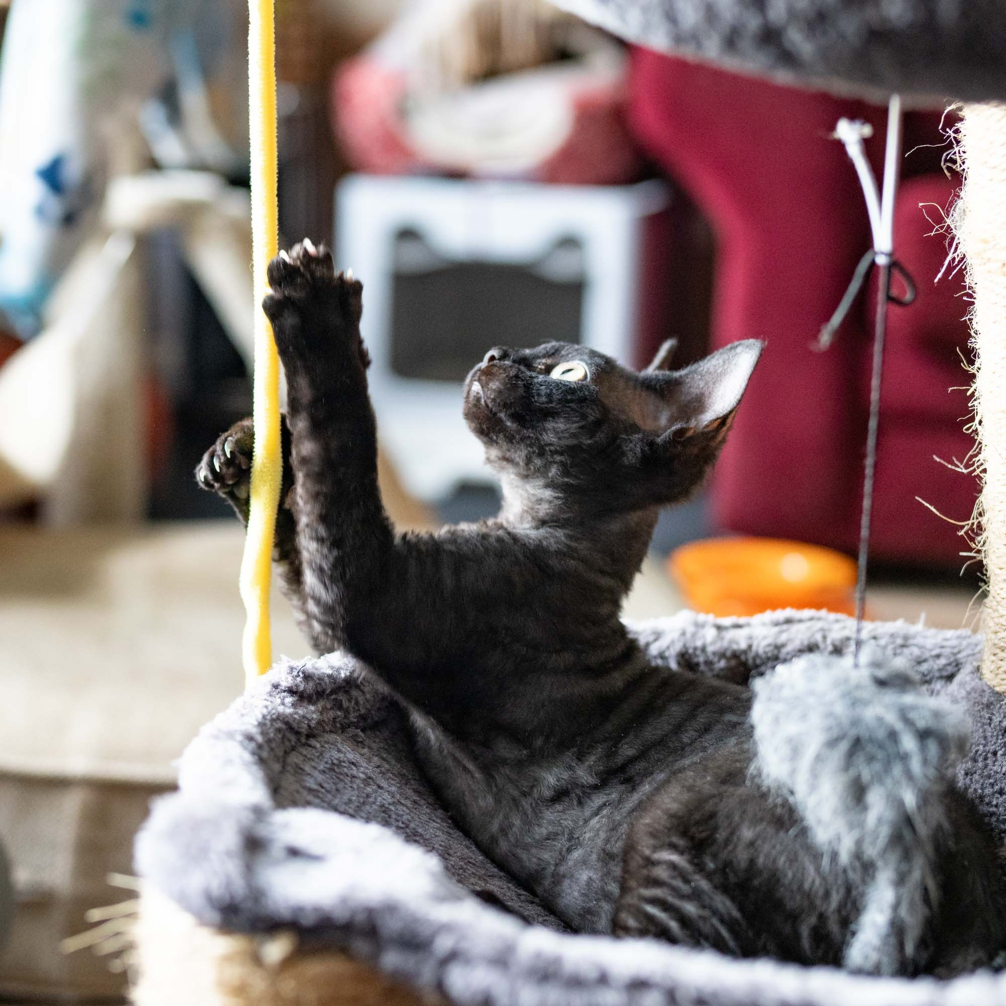 Smoke, boy,  born on  04.11.24, Sold. Devon Rex Pixie Cattery