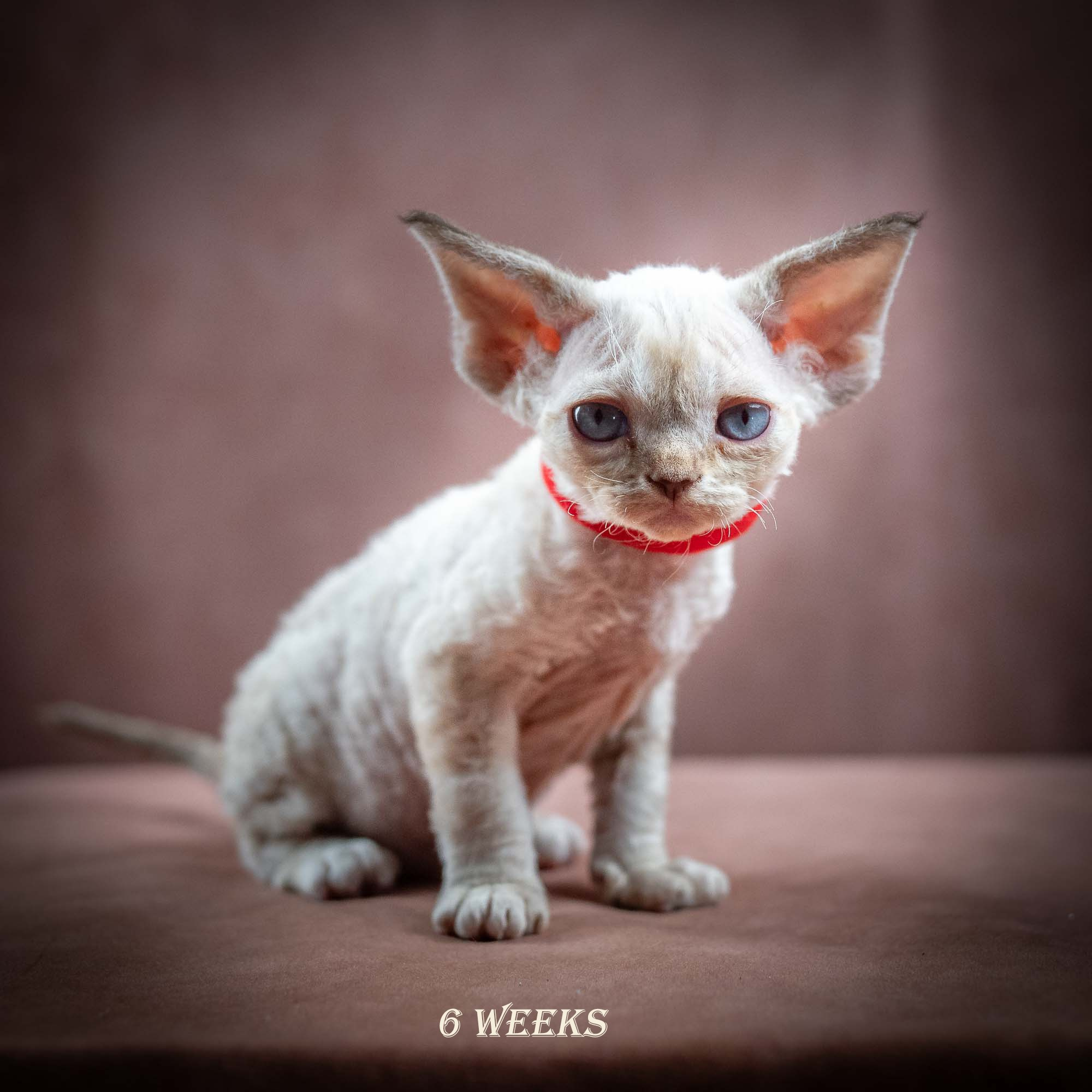 Ivy, girl, born 06.01.2025. Devon Rex Pixie Cattery