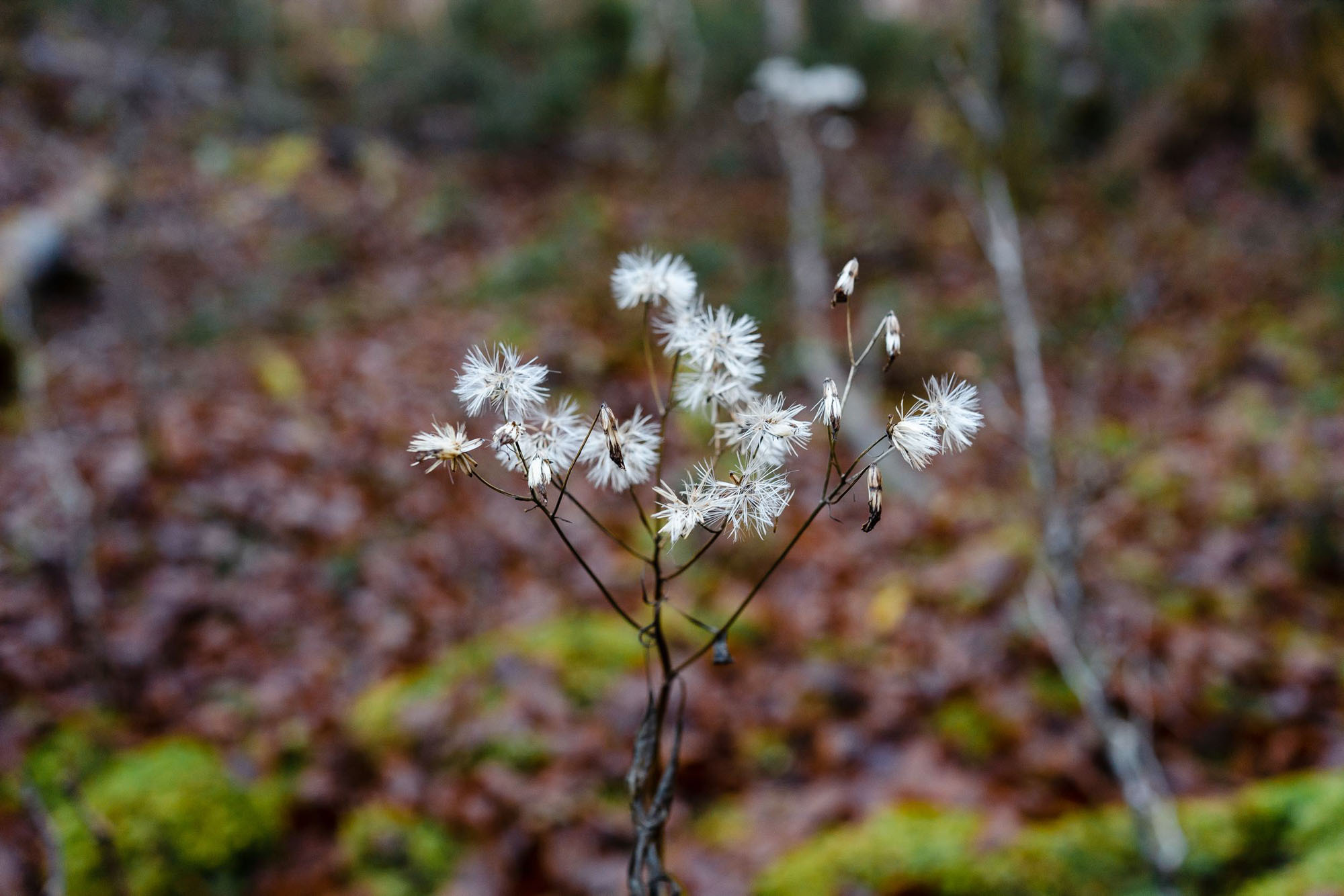 Eiskapelle Watzmann & Königssee | Abenteuer vor Österreichs Quarantäne