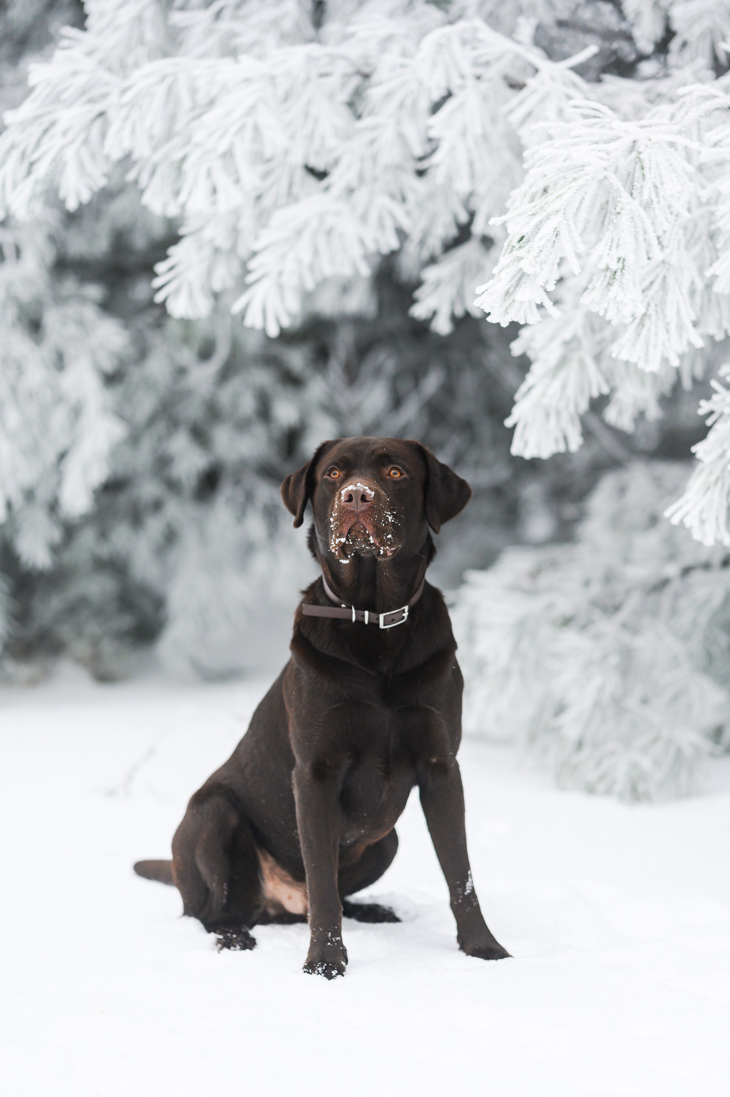 Unvergessliches Winter-Hundeshooting im Erzgebirge. RawPeek