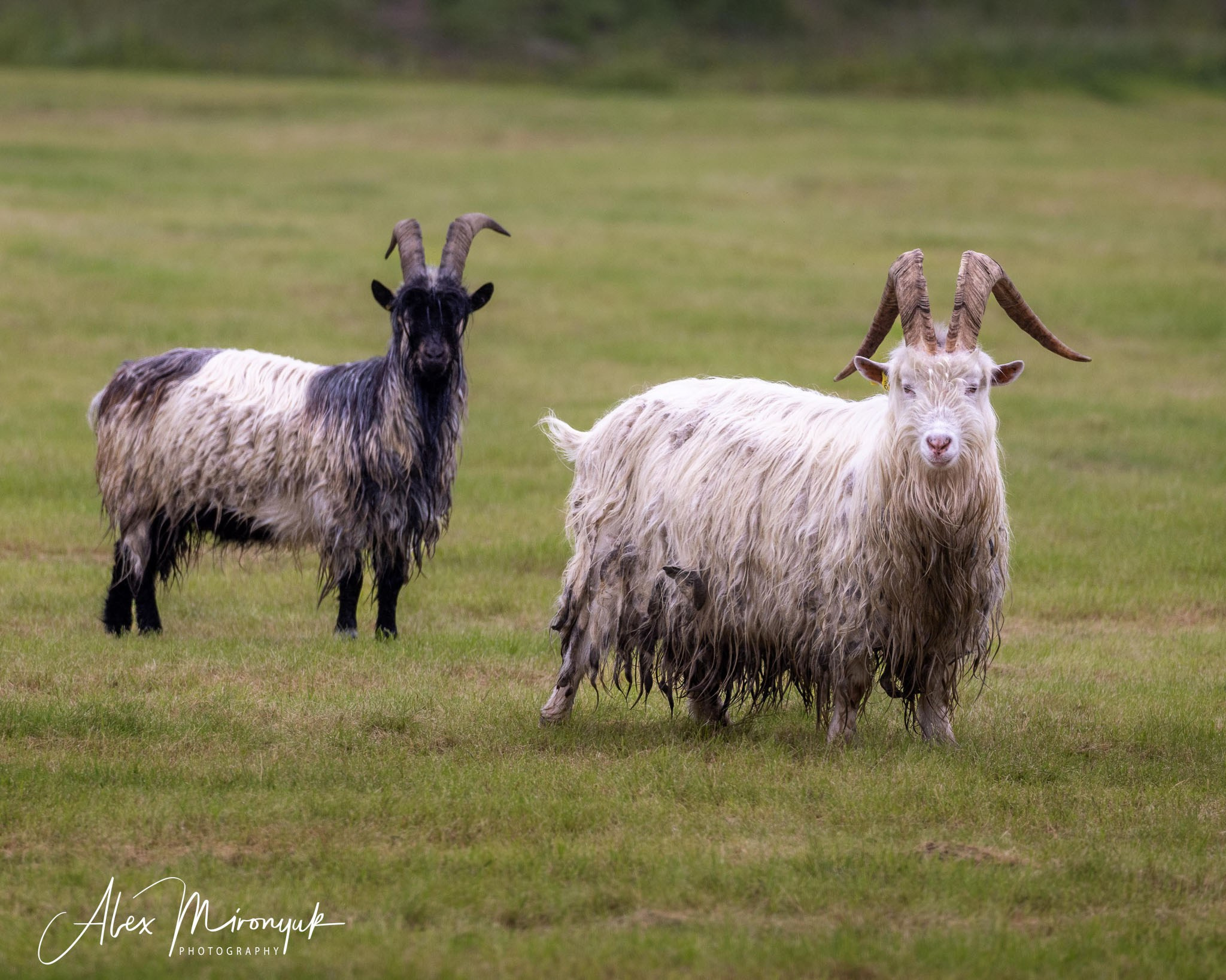 Unforgettable Iceland. Pet, Senior, Landscape, portrait studio, photographer in Miami and Sou