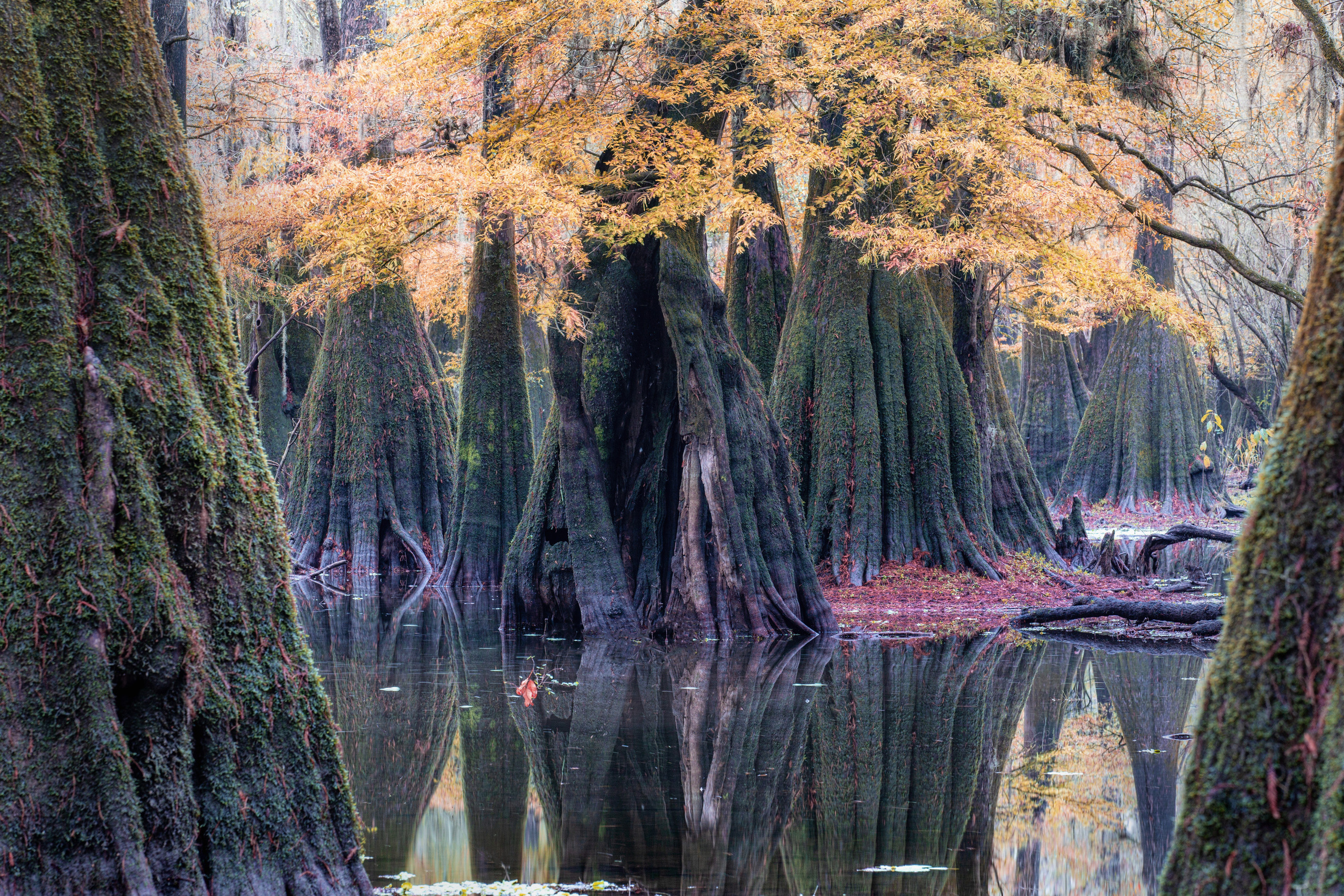 Cypresses, Springs and Birds. Pet, Senior, Landscape, portrait studio, photographer in Miami and Sou