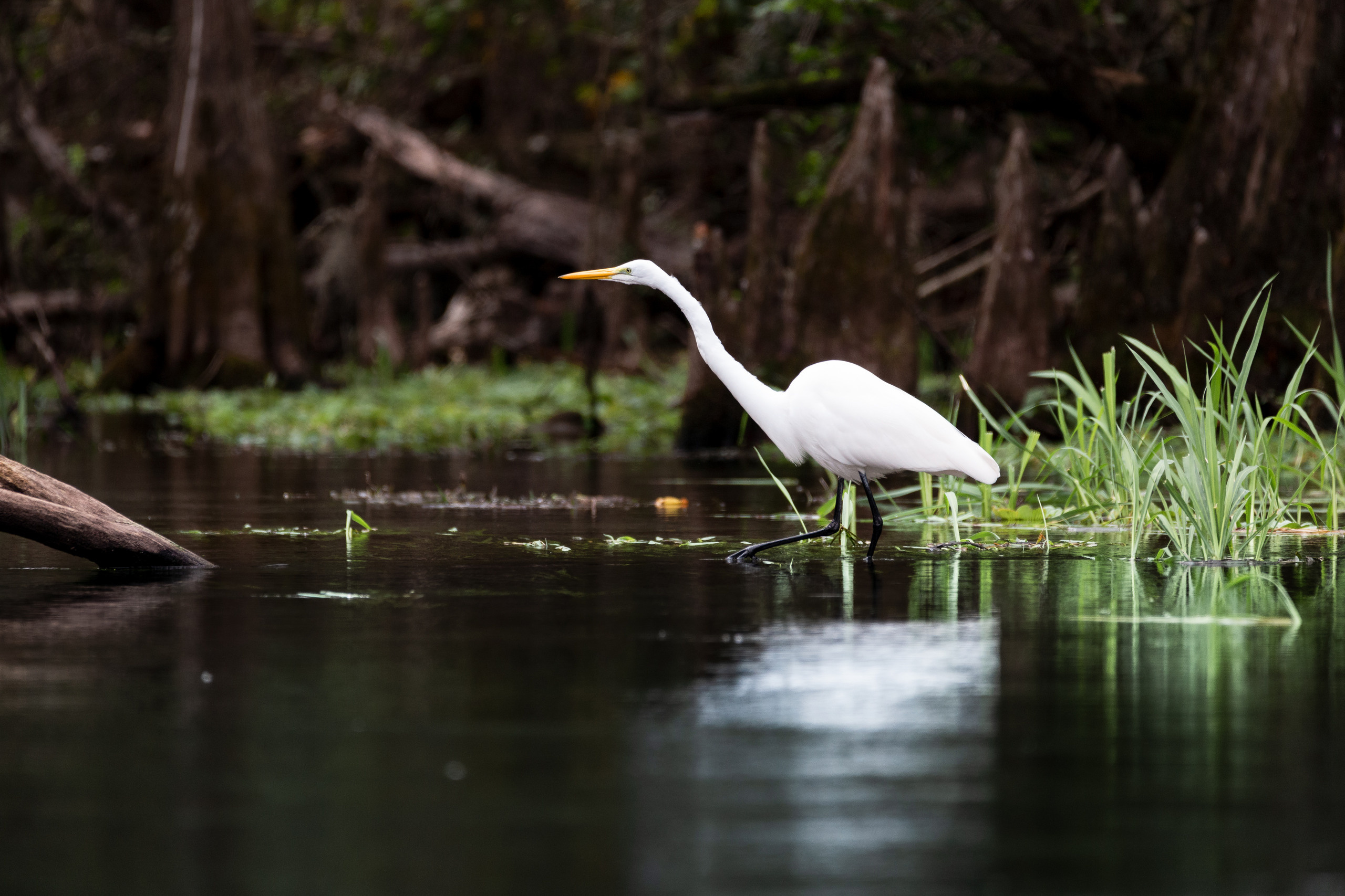 Cypresses, Springs and Birds. Pet, Senior, Landscape, portrait studio, photographer in Miami and Sou