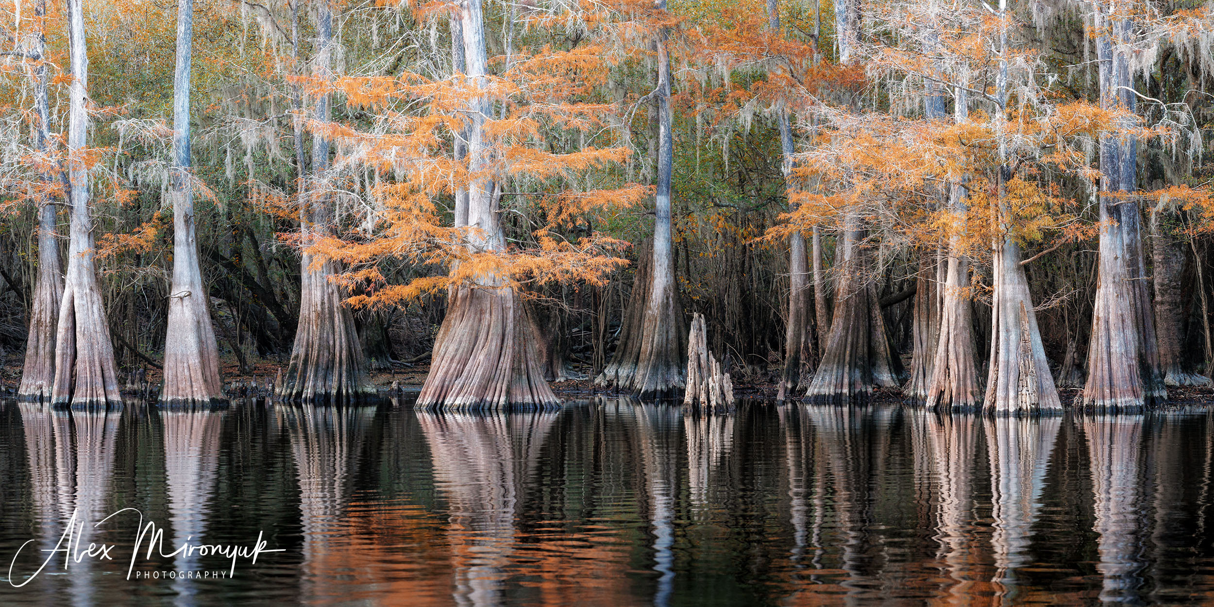 Cypresses, Springs and Birds. Pet, Senior, Landscape, portrait studio, photographer in Miami and Sou