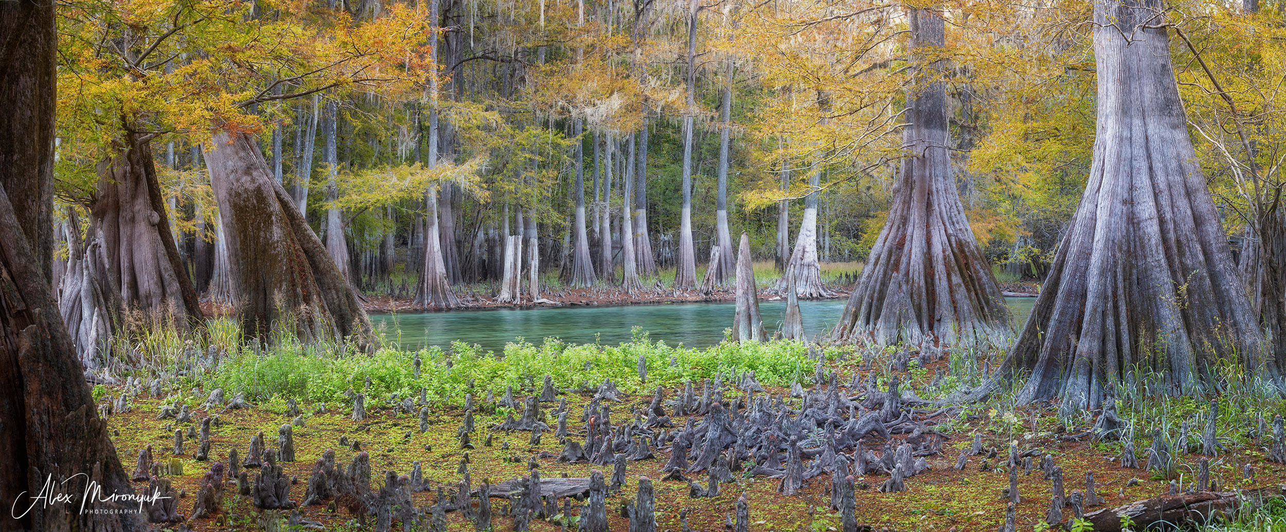 Cypresses, Springs and Birds. Pet, Senior, Landscape, portrait studio, photographer in Miami and Sou