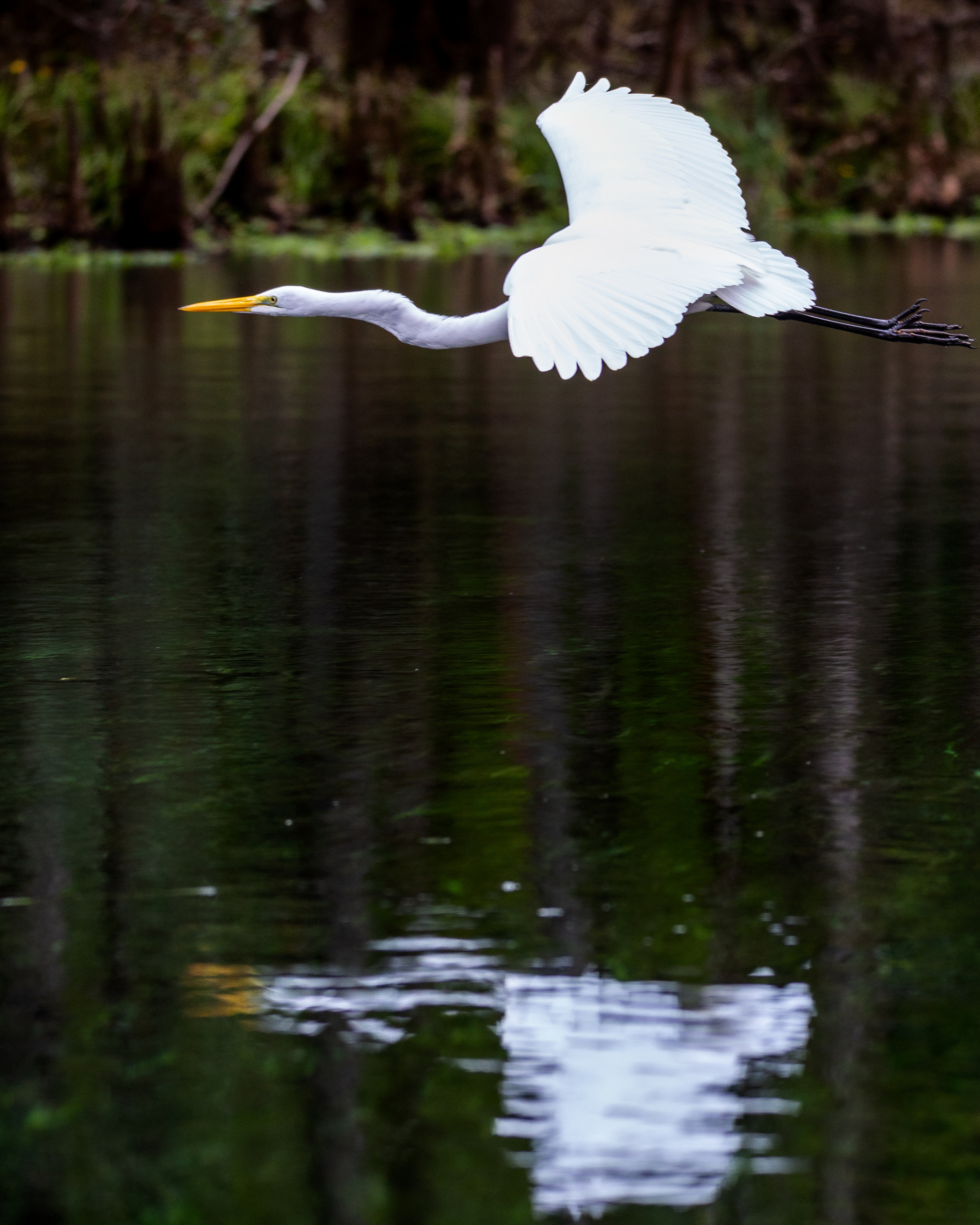 Cypresses, Springs and Birds. Pet, Senior, Landscape, portrait studio, photographer in Miami and Sou