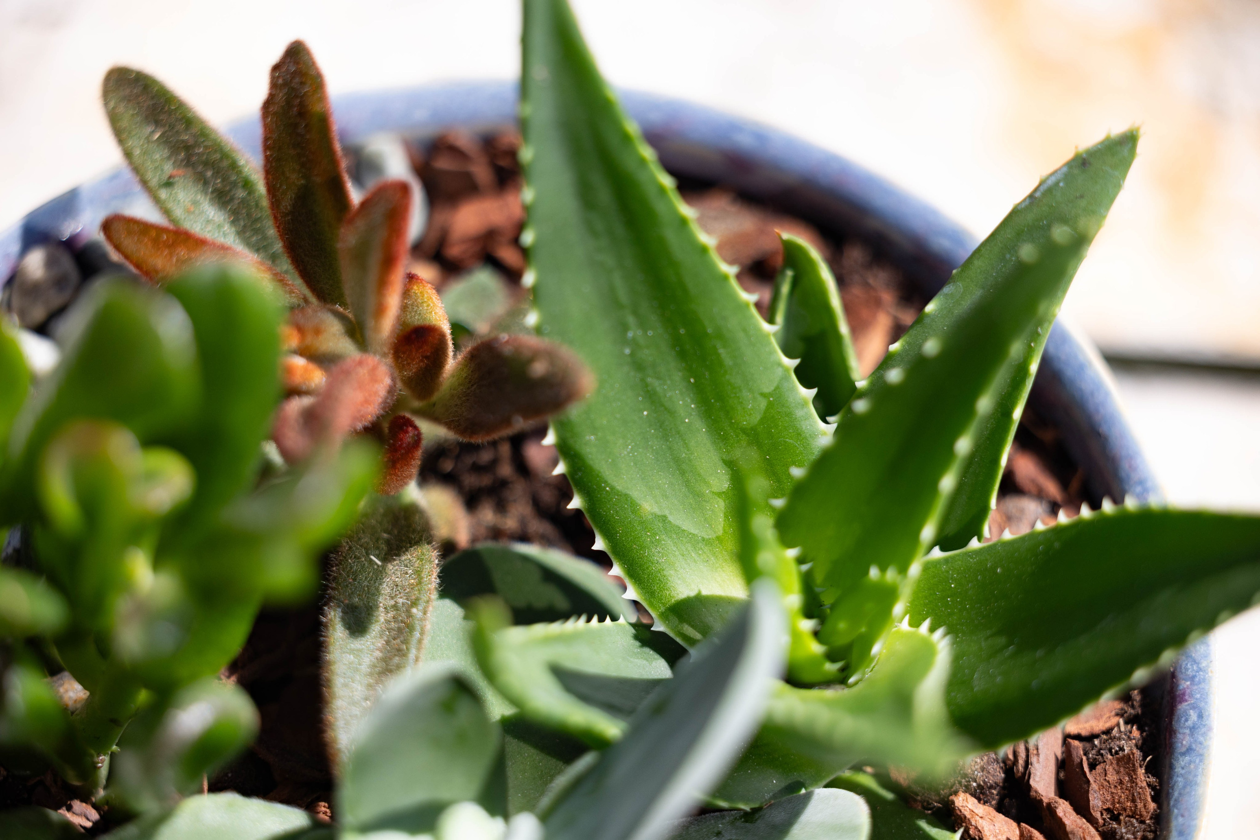 Lad dig inspirere af naturens mangfoldighed. Vores sukkulentarrangementer er unikke og vil tilføje et personligt touch til din indretning.