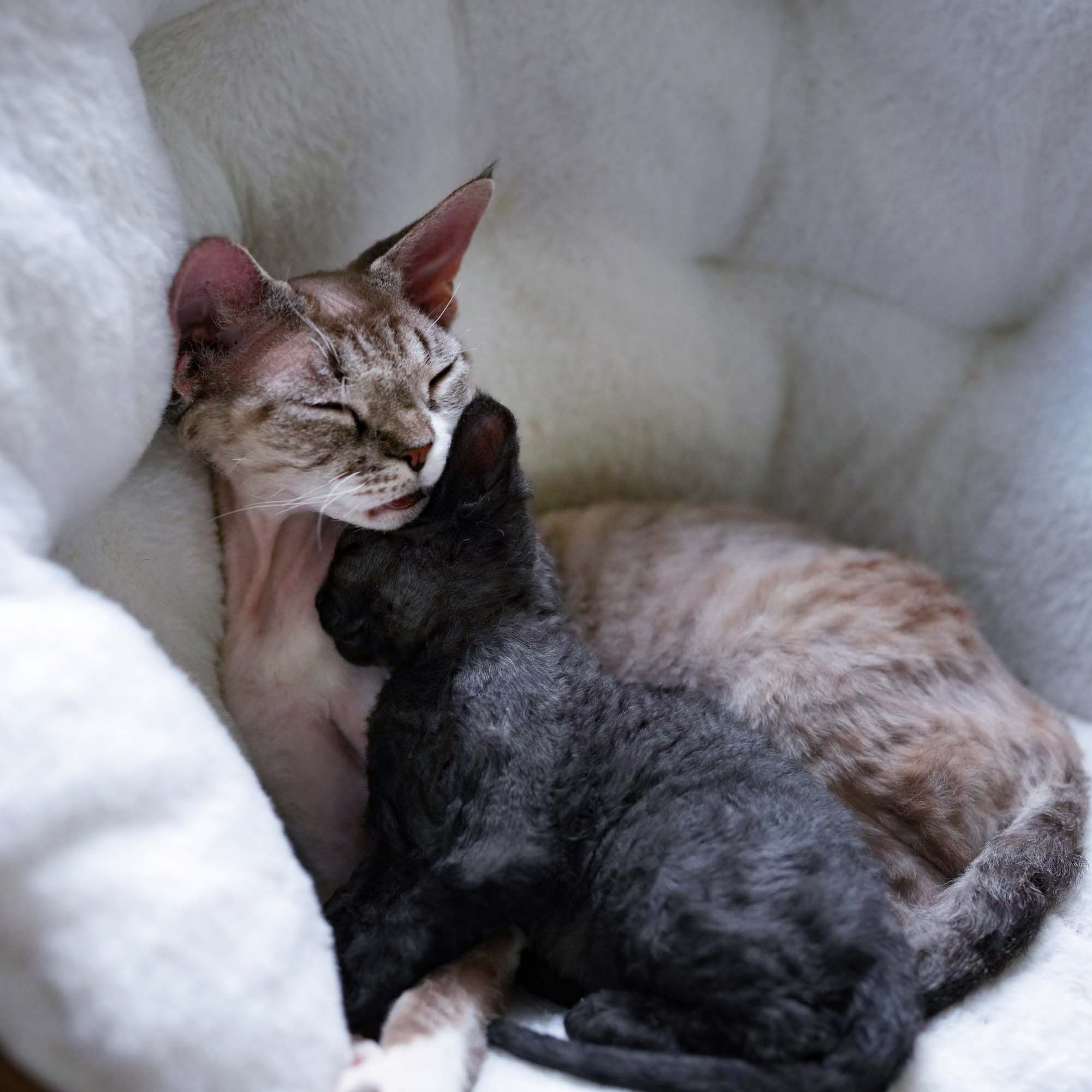 Smoke, boy,  born on  04.11.24, Sold. Devon Rex Pixie Cattery