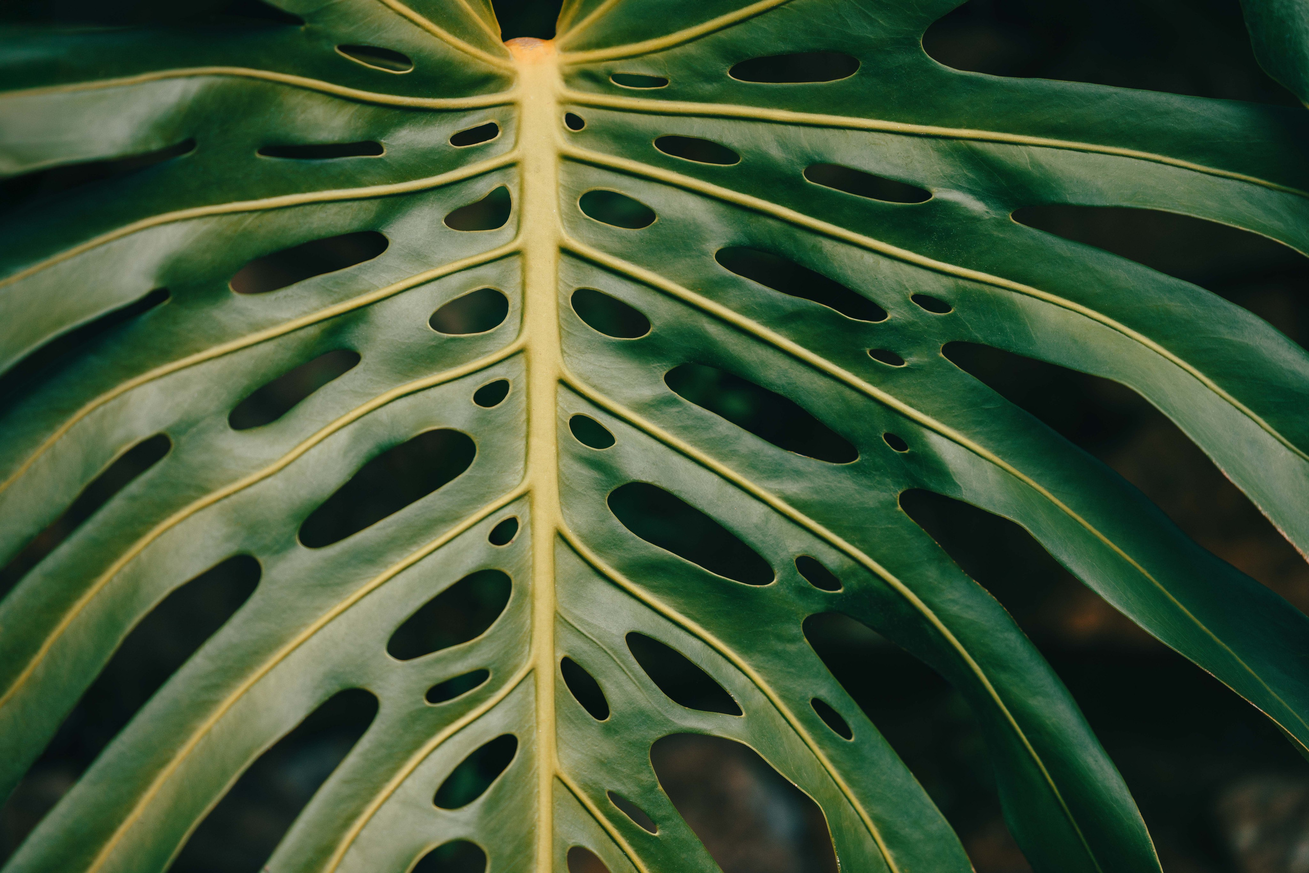 Galeria de Casamento — Irina & Max — Sintra. Fotografia e Filmes de Casamento de Luxo | Portugal & Destination Weddings | Ricardo & Mary Pictures