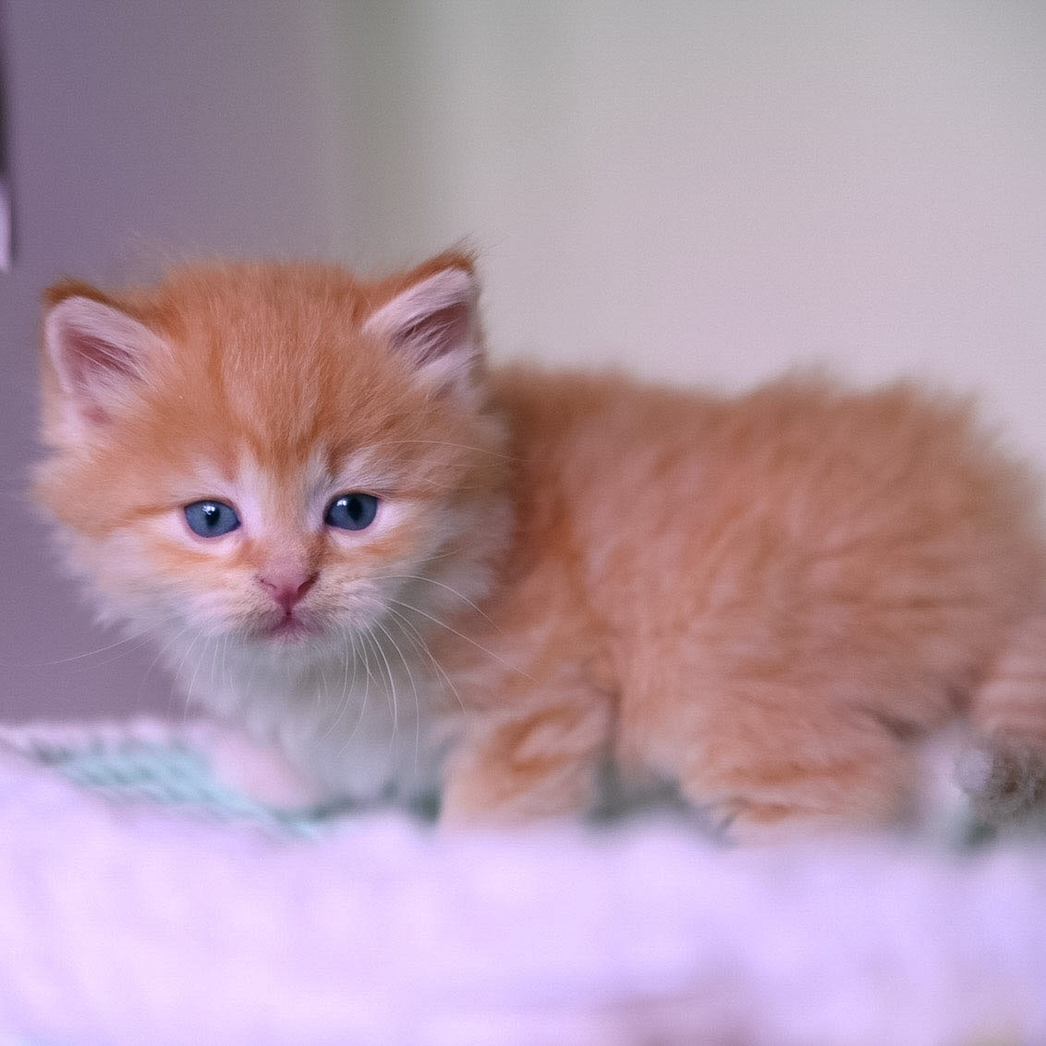 Red siberian kitten full image