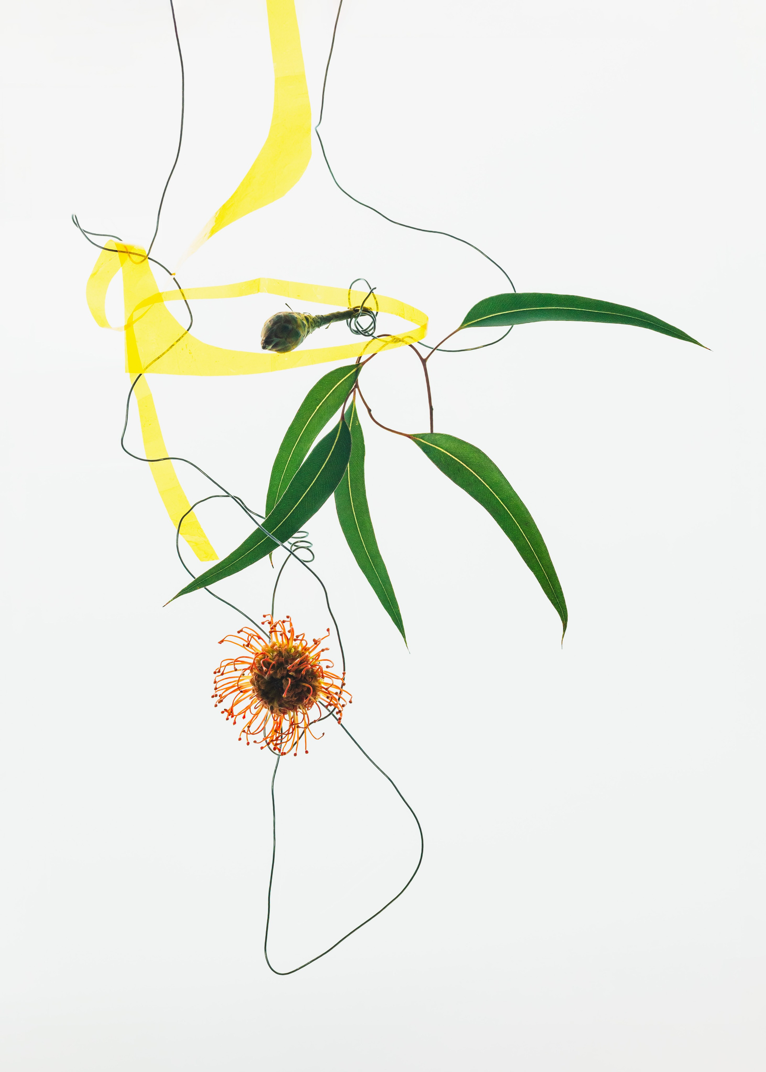 Tethered. Marina Tsaregorodtseva Fine Art photographer, London