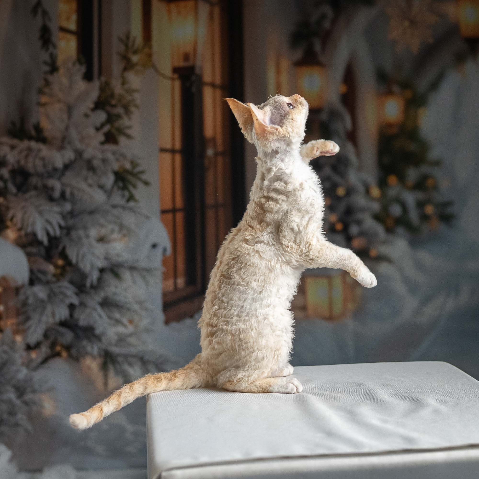 Jasmin, girl, born 06.25.2025. Devon Rex Pixie Cattery