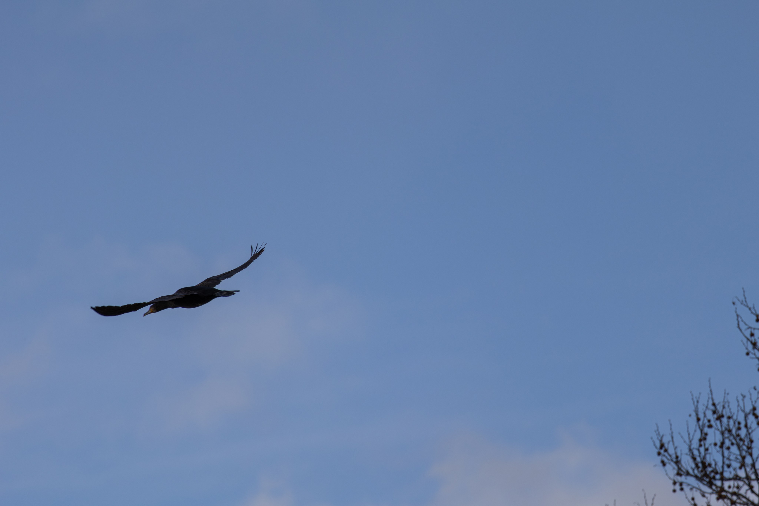 ფრთა ბუმბულისა და ფრთა რკინისა. FramefreeMan