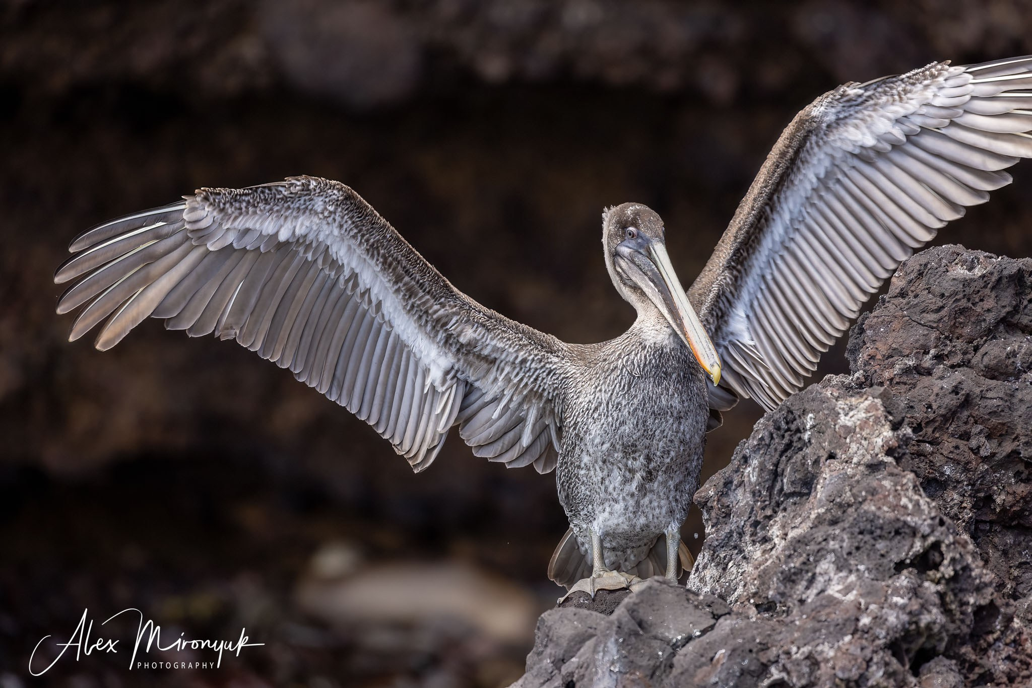 Galapagos Islands Adventure. Alex Mironyuk Photography