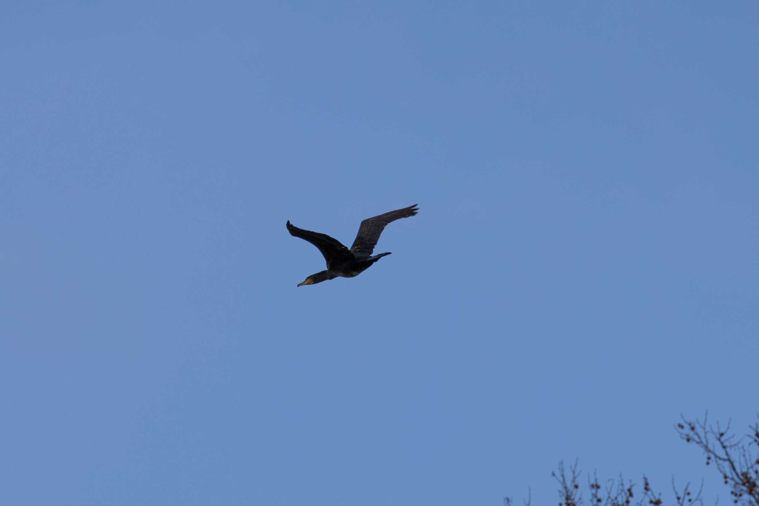 ფრთა ბუმბულისა და ფრთა რკინისა. FramefreeMan