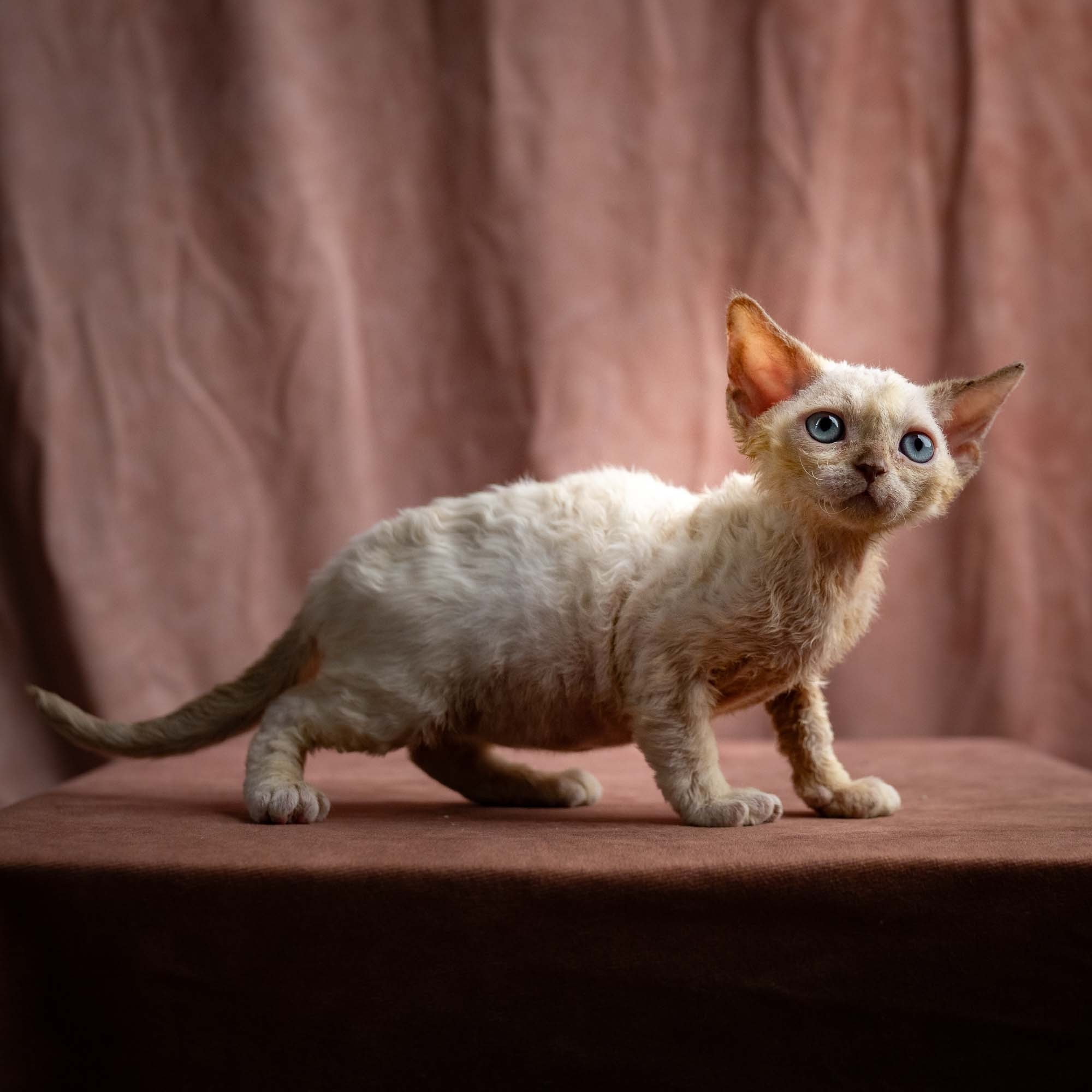 Rosalie, girl, born 05.08.26. Devon Rex Pixie Cattery
