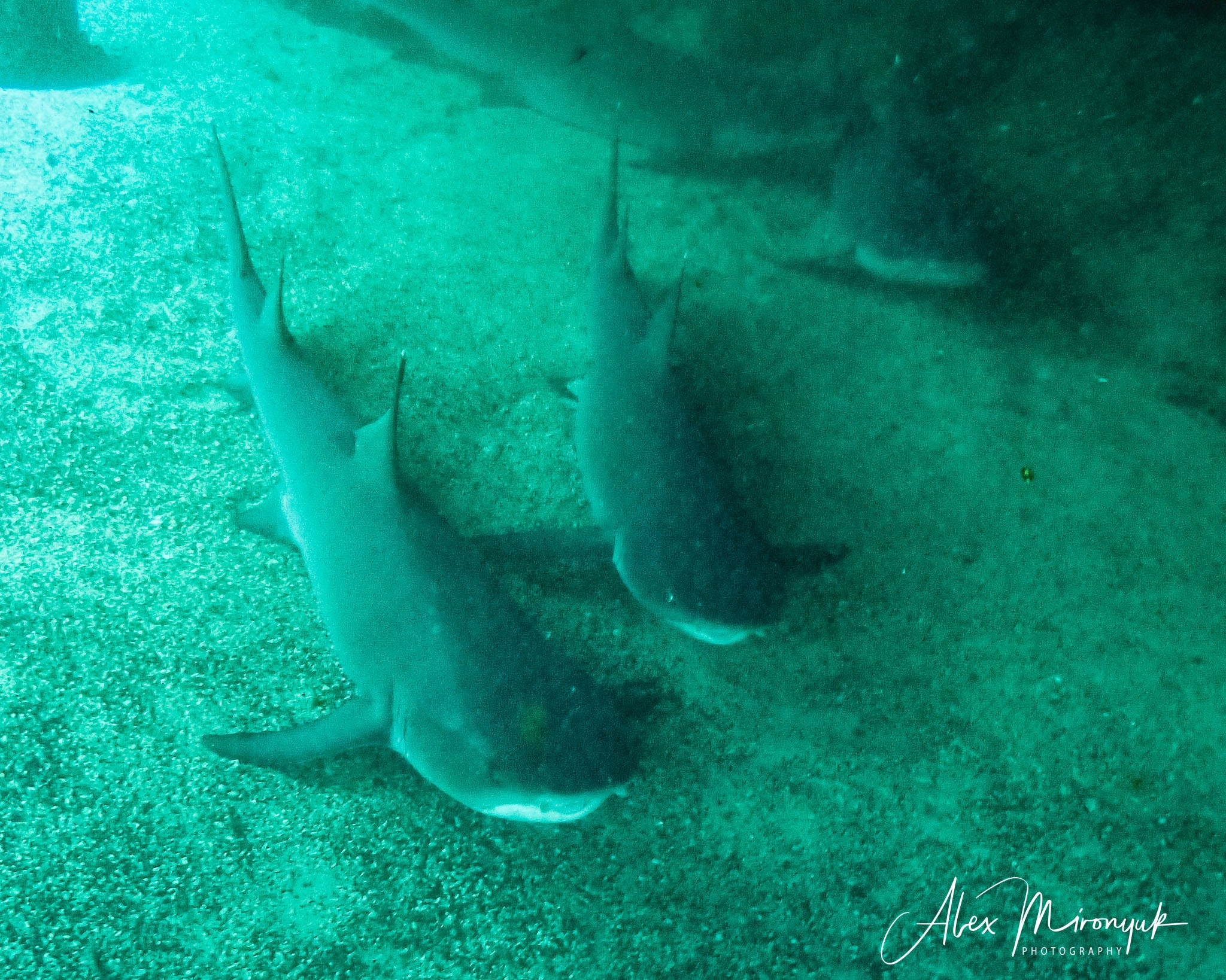 Galapagos Islands Adventure. Alex Mironyuk Photography