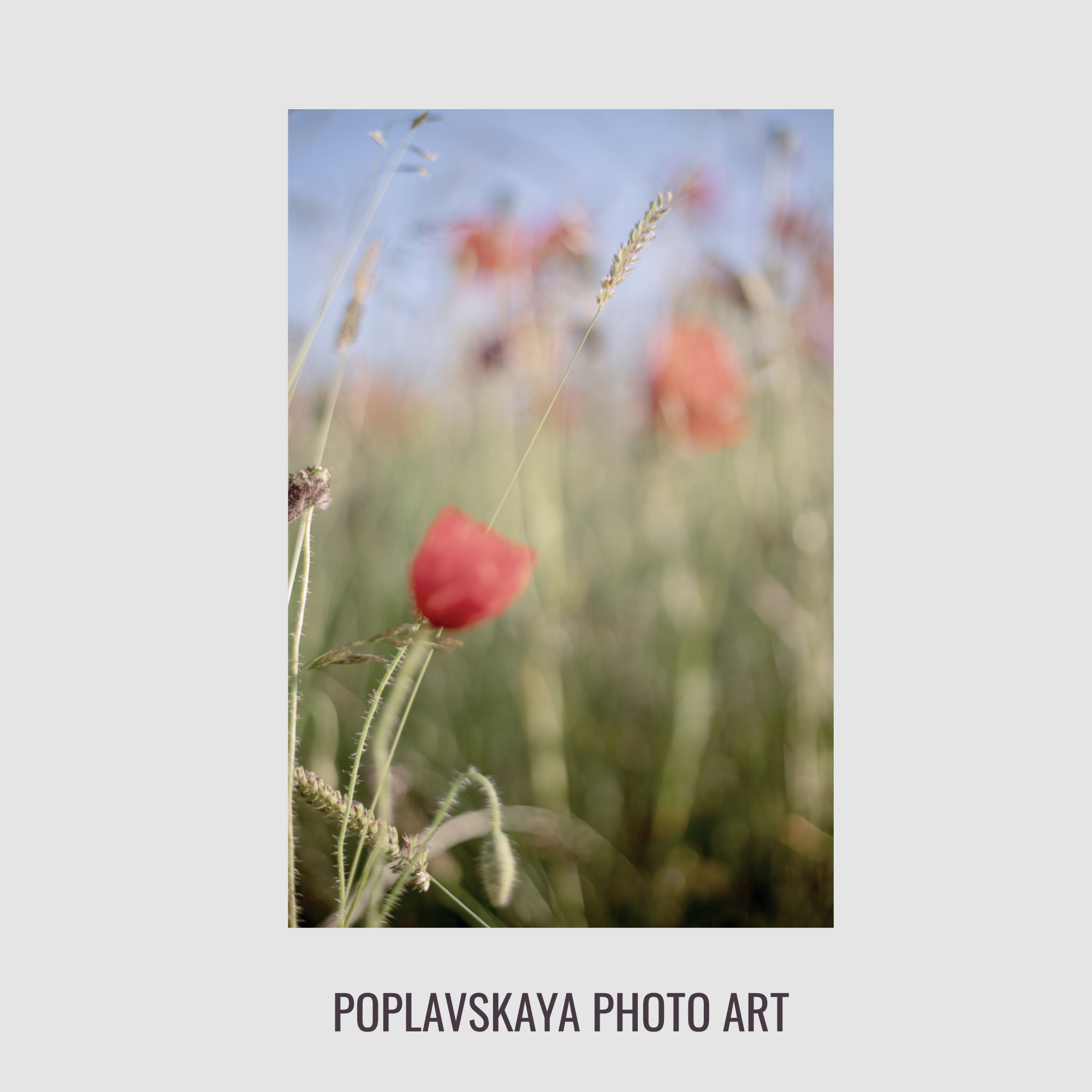 POPPIES PULSE. Natalja Poplavska — Visual artist, Photographer, East Sussex, London