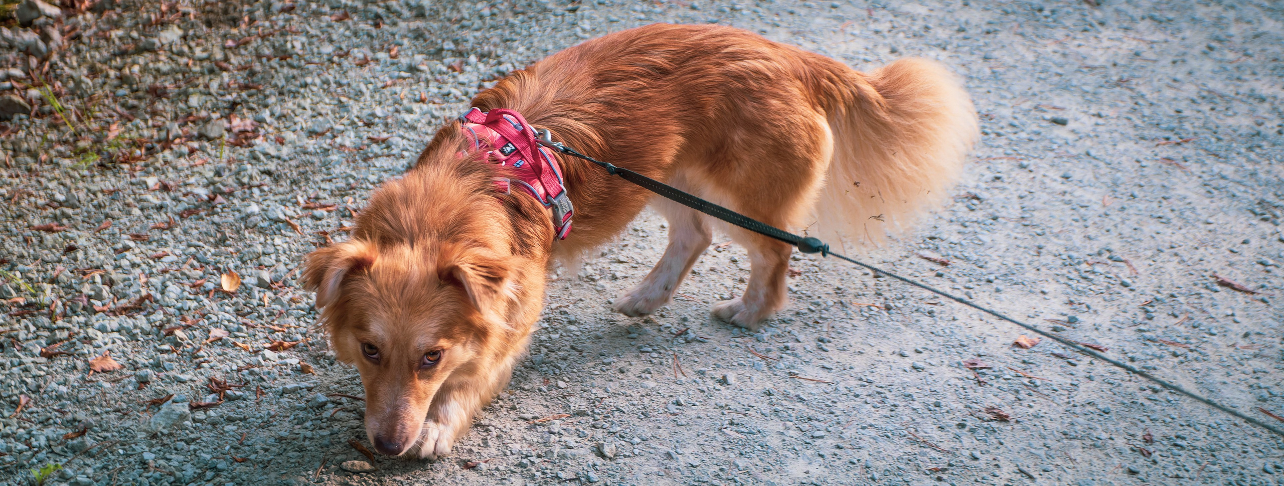 Nebula 25 — Fotod teie hingele