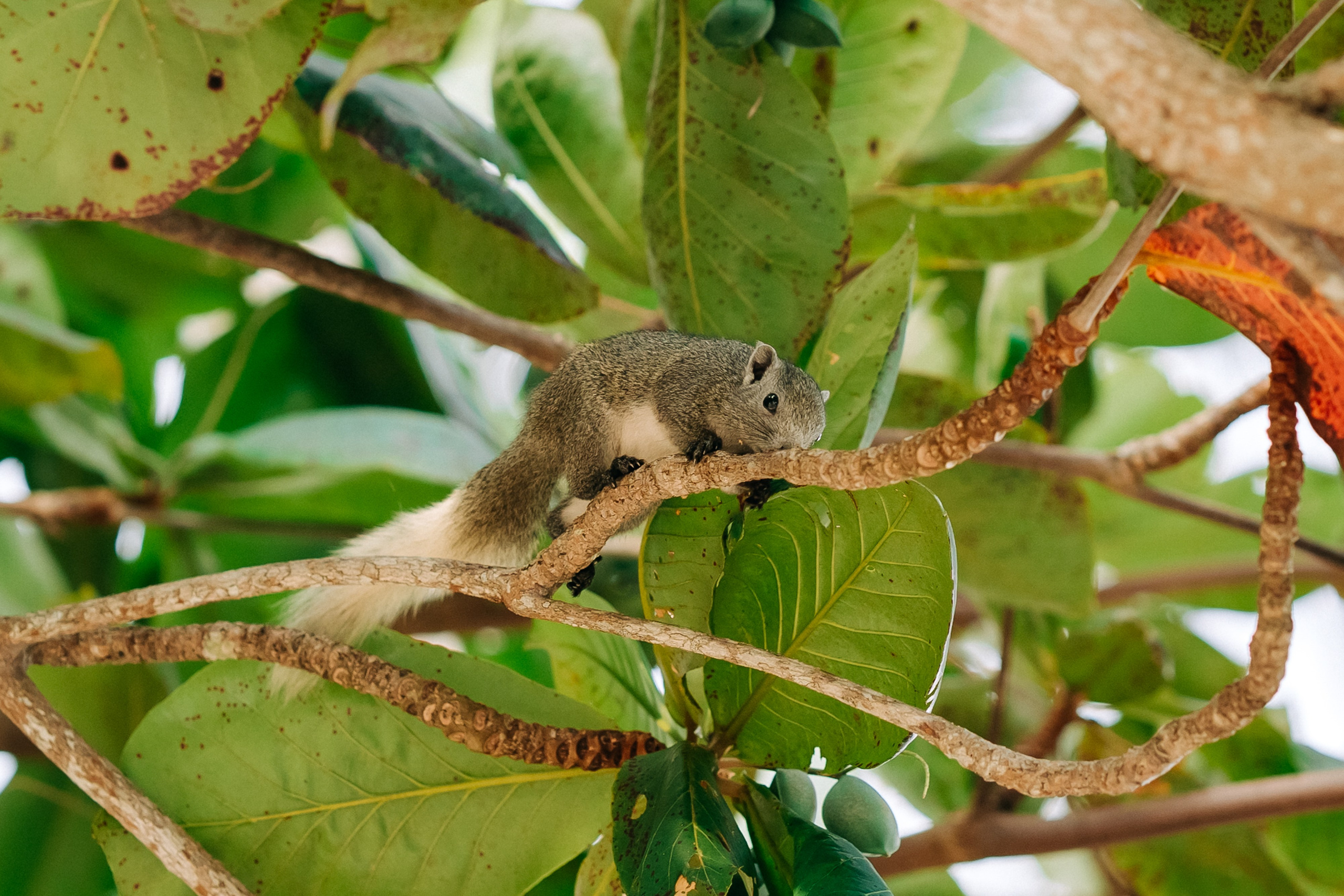Just for 2. Буддийская свадебная церемония на Самуи, Таиланд