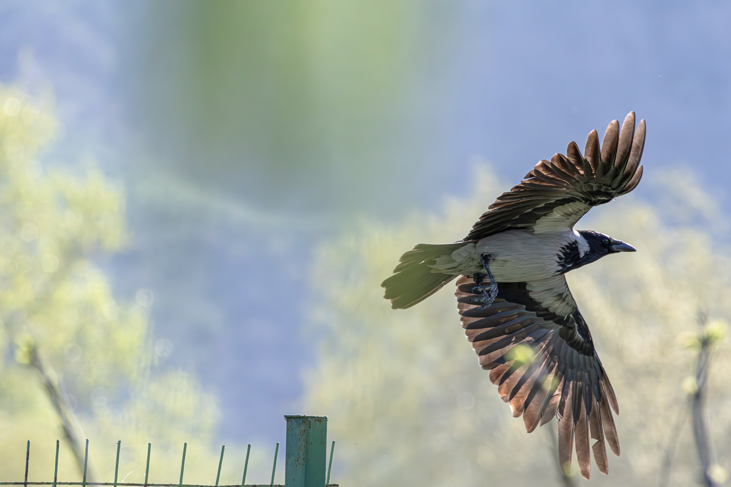 გასეირნება რუსთავის პარკში. FramefreeMan