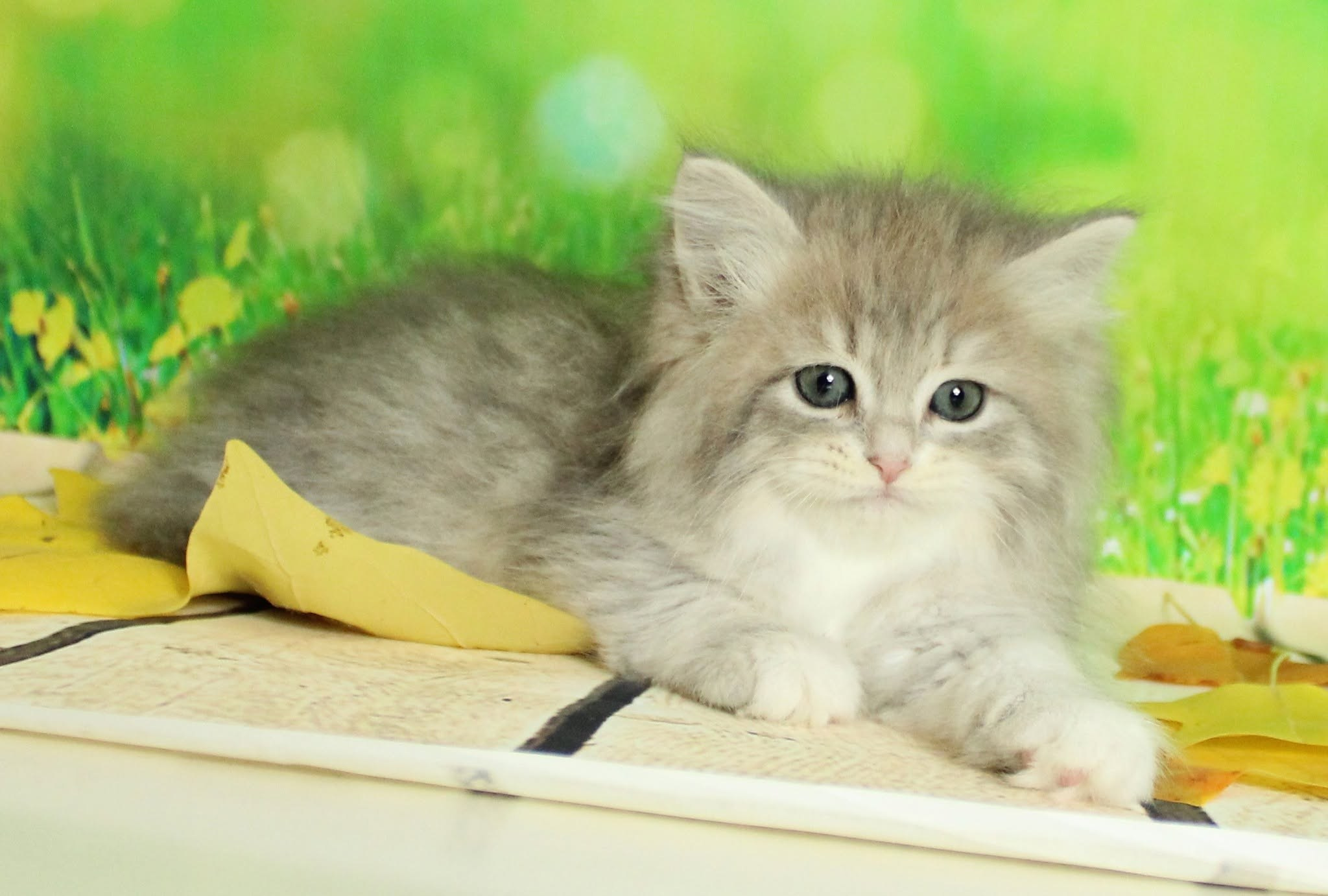 Katzen | Females. Photographer Татьяна