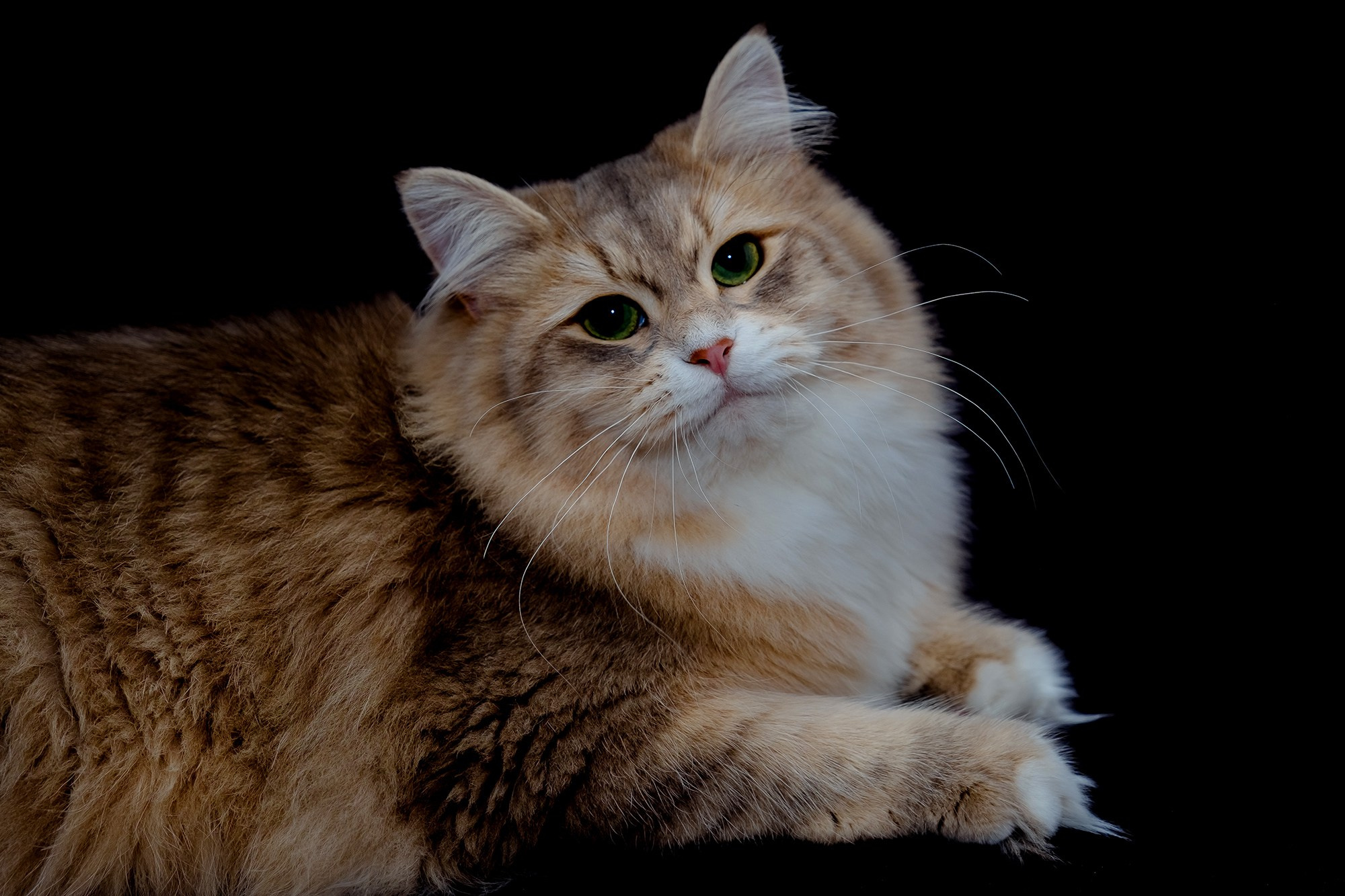 Katzen | Females. Photographer Татьяна