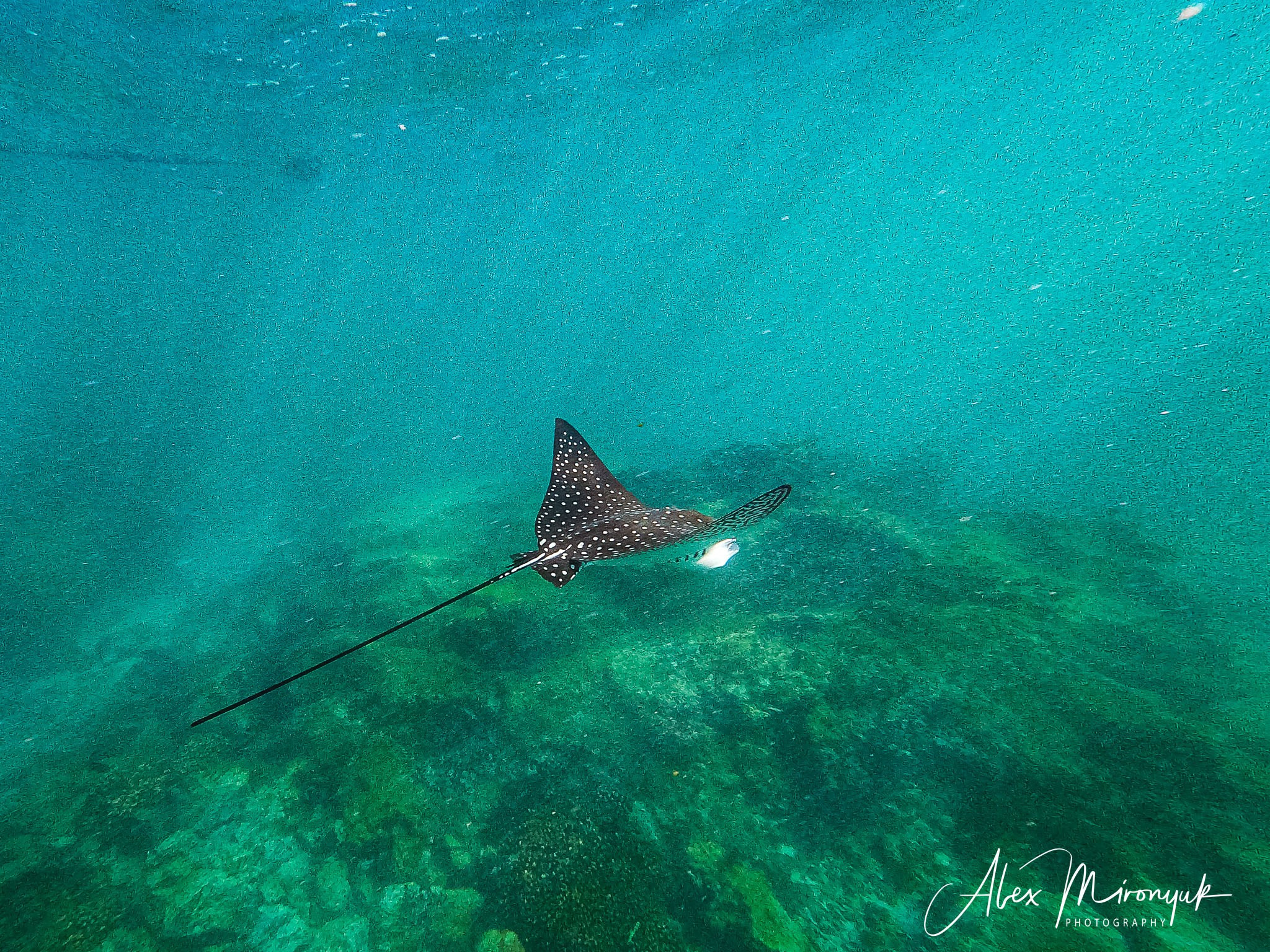 Galapagos Islands Adventure. Alex Mironyuk Photography