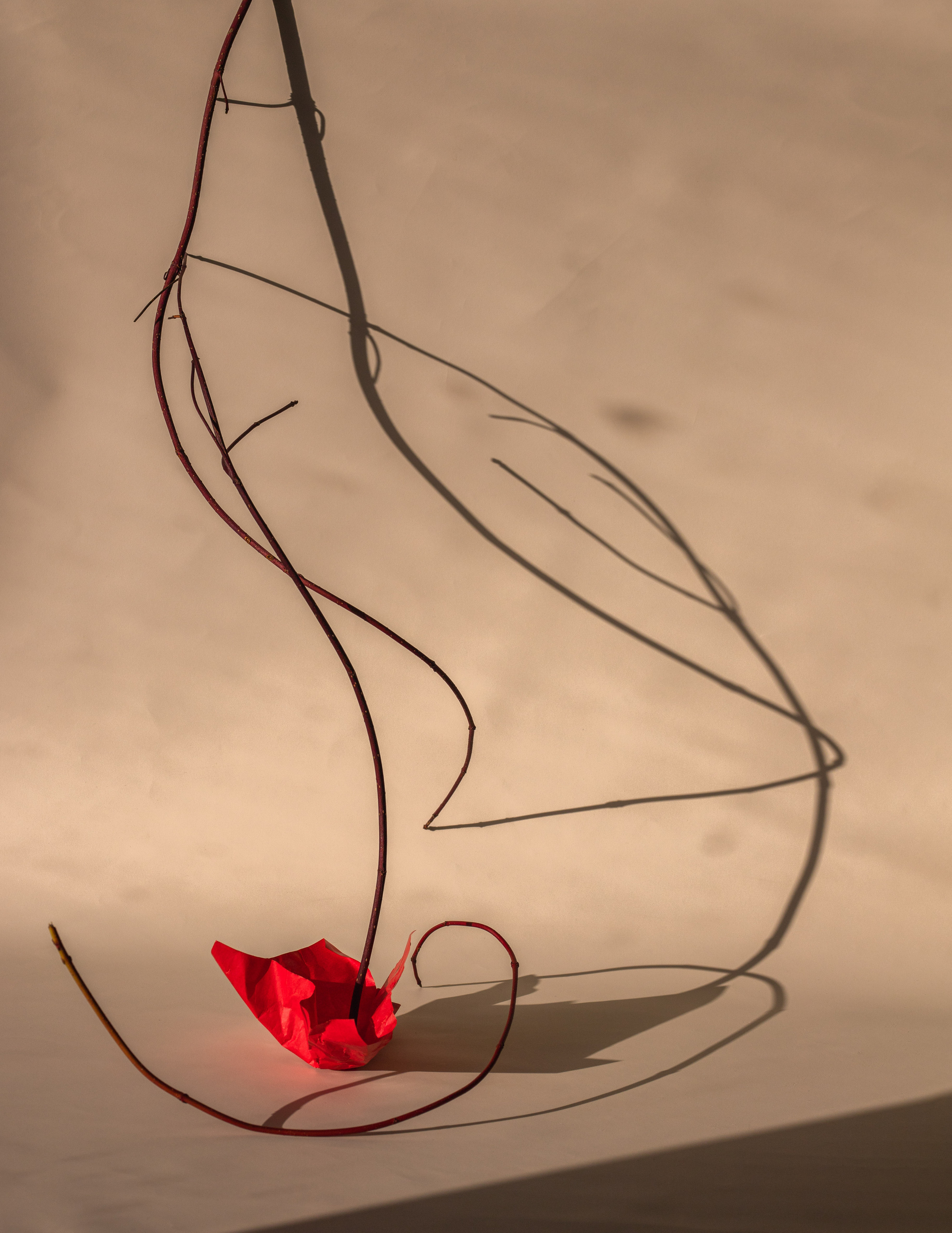 abstract; still life; contemporary; paper; shadows