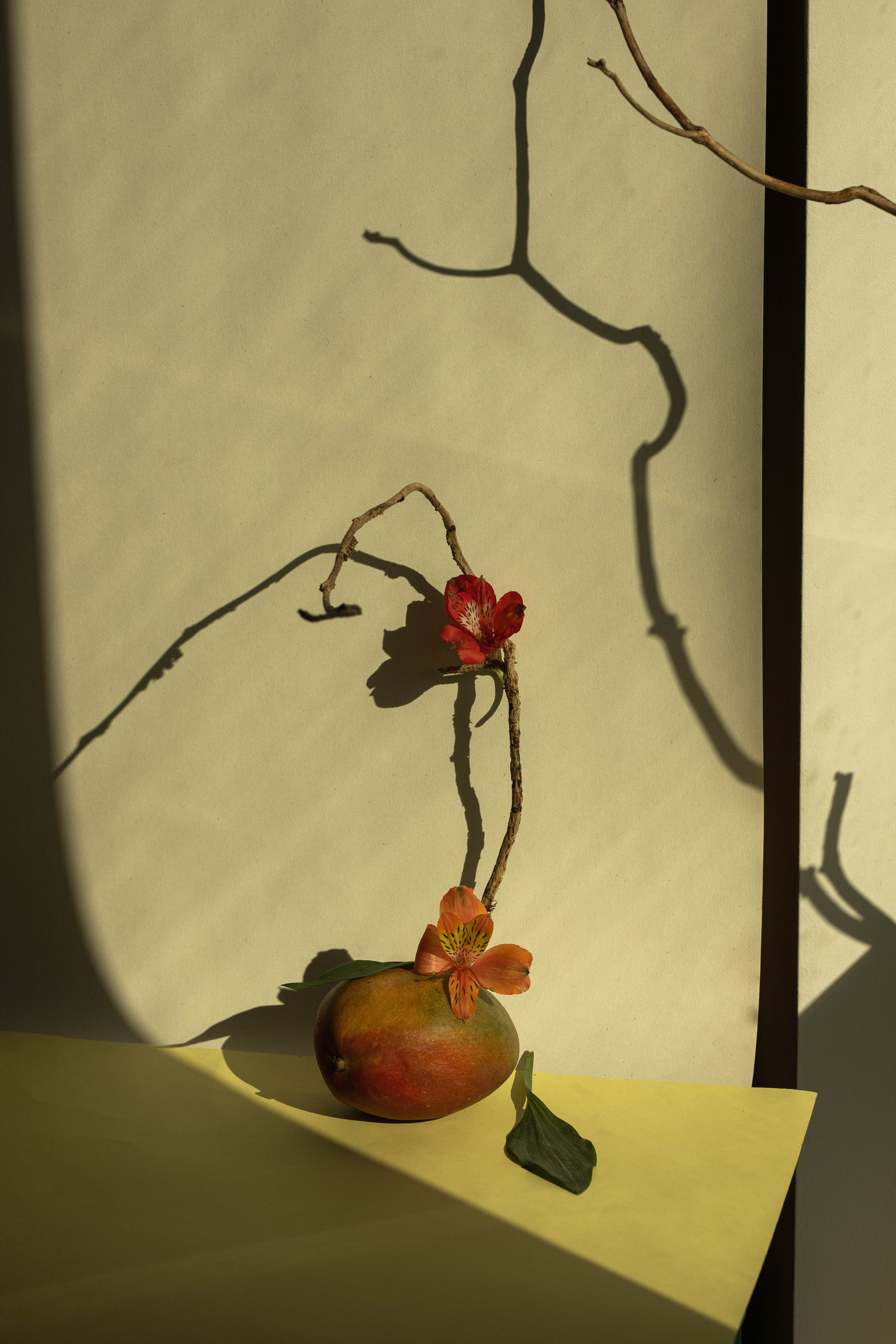 Mango frukebana contemporary still life inspired by ikebana