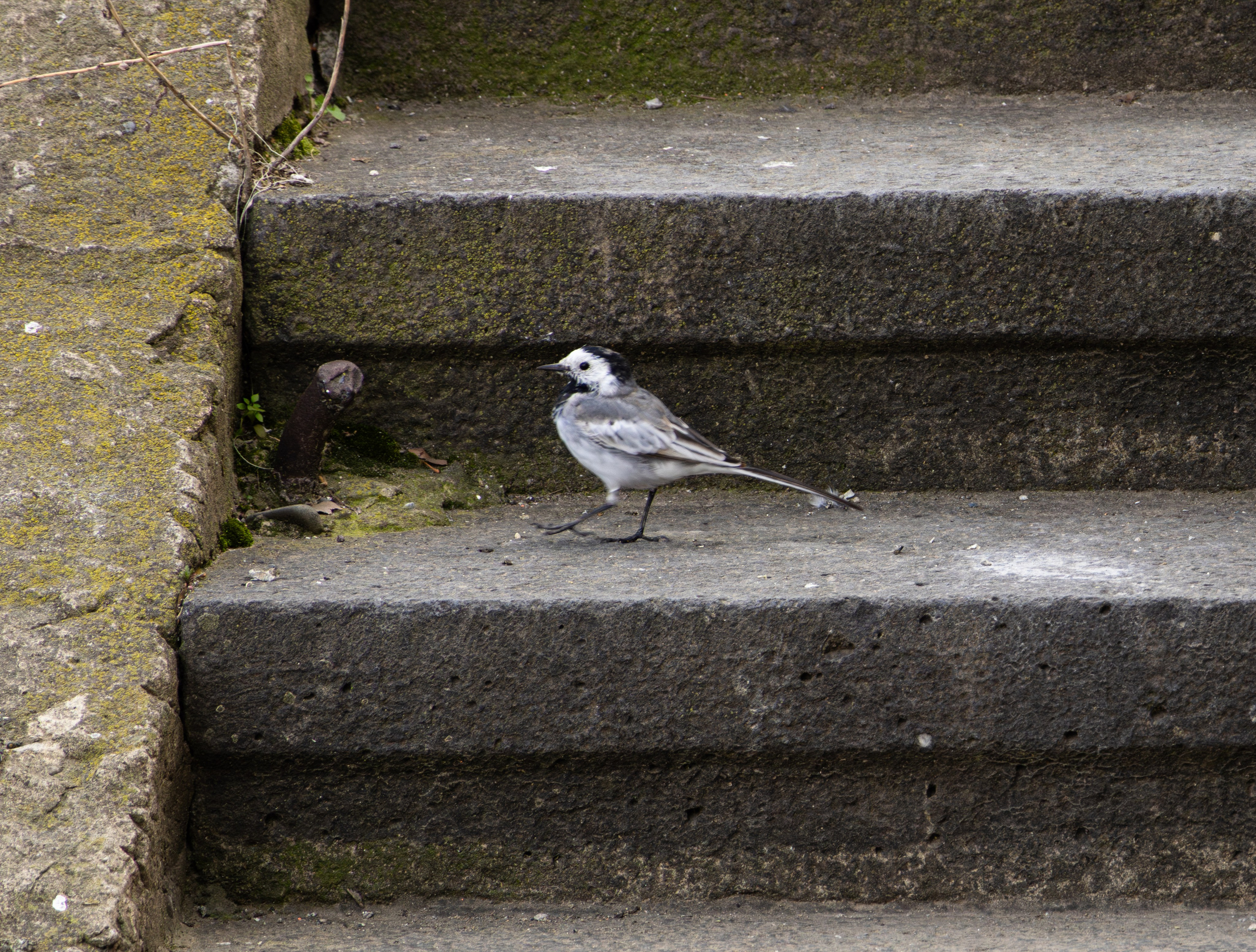 ფრთა ბუმბულისა და ფრთა რკინისა. FramefreeMan