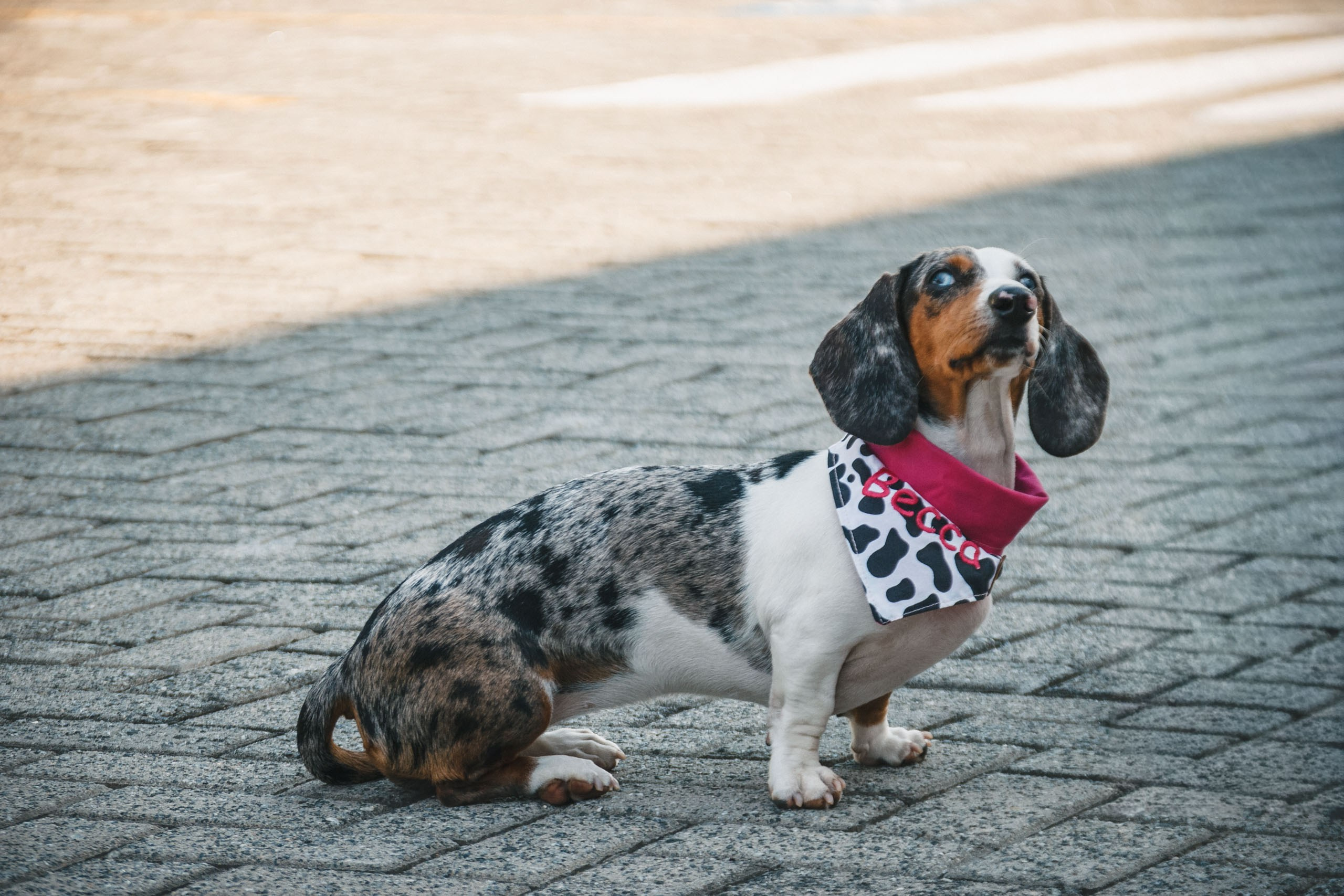 Qualidade de vida e bem-estar do Dachshund. Marcus Monteiro Fotografia