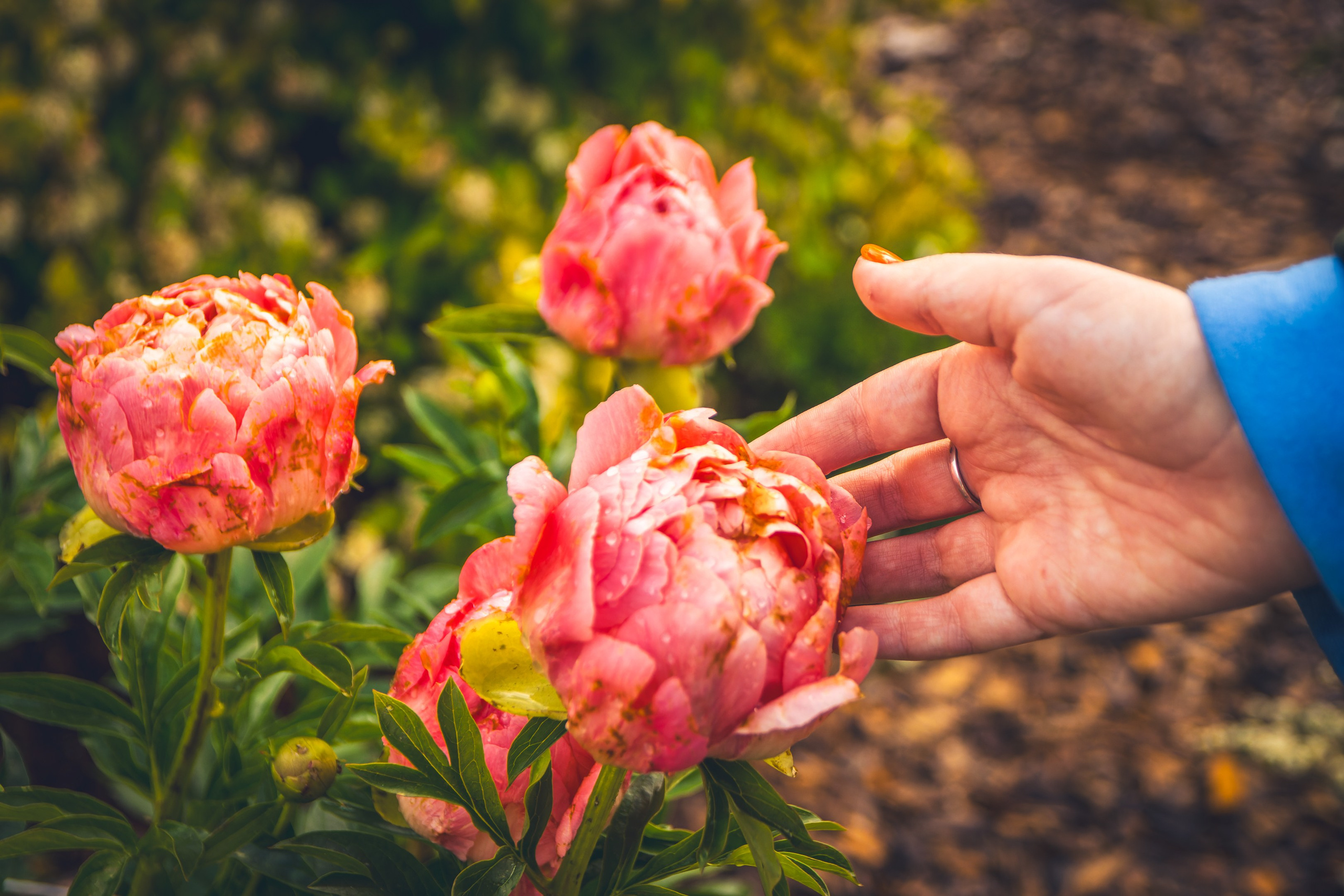 Nebula 25 — Fotod teie hingele