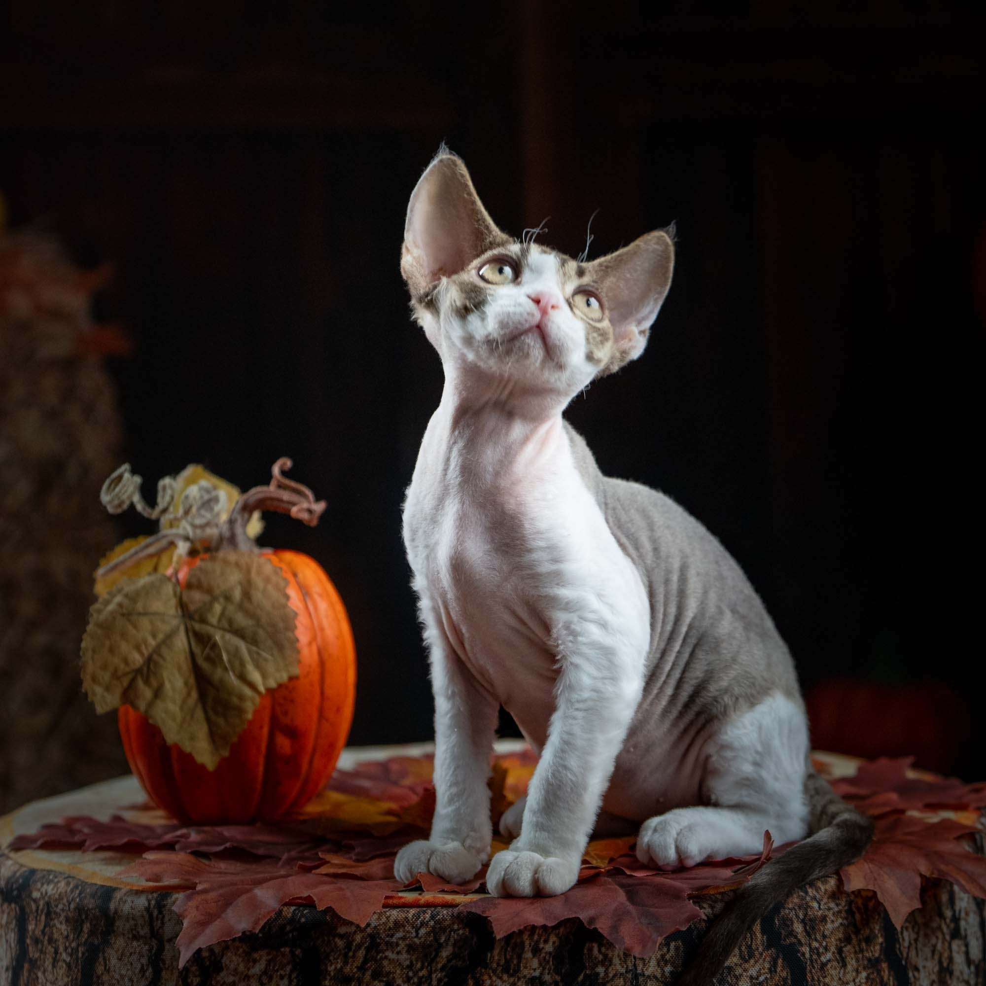 Eddie, boy, born on 06.09.24 Sold. Devon Rex Pixie Cattery