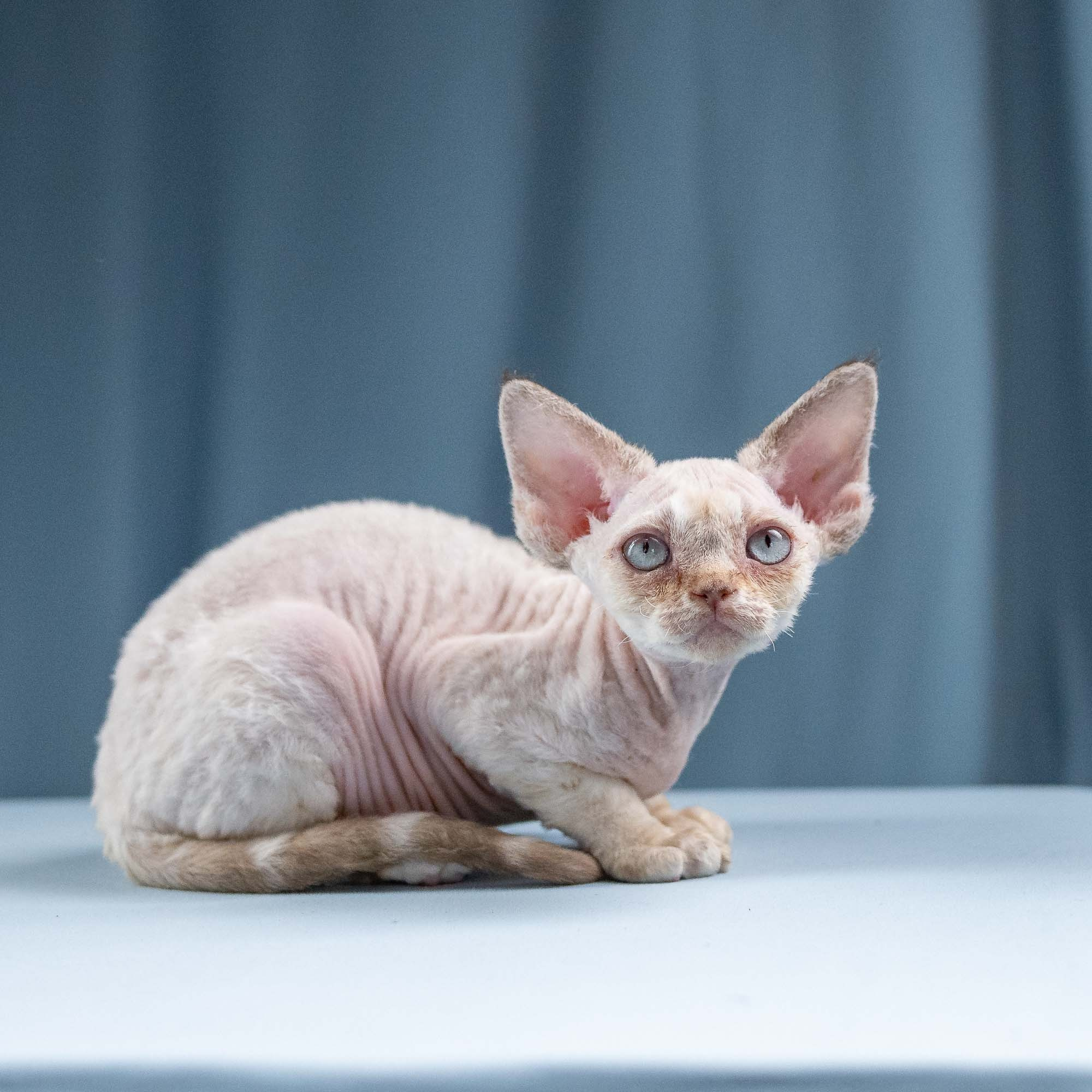 Ivy, girl, born 06.01.2025. Devon Rex Pixie Cattery