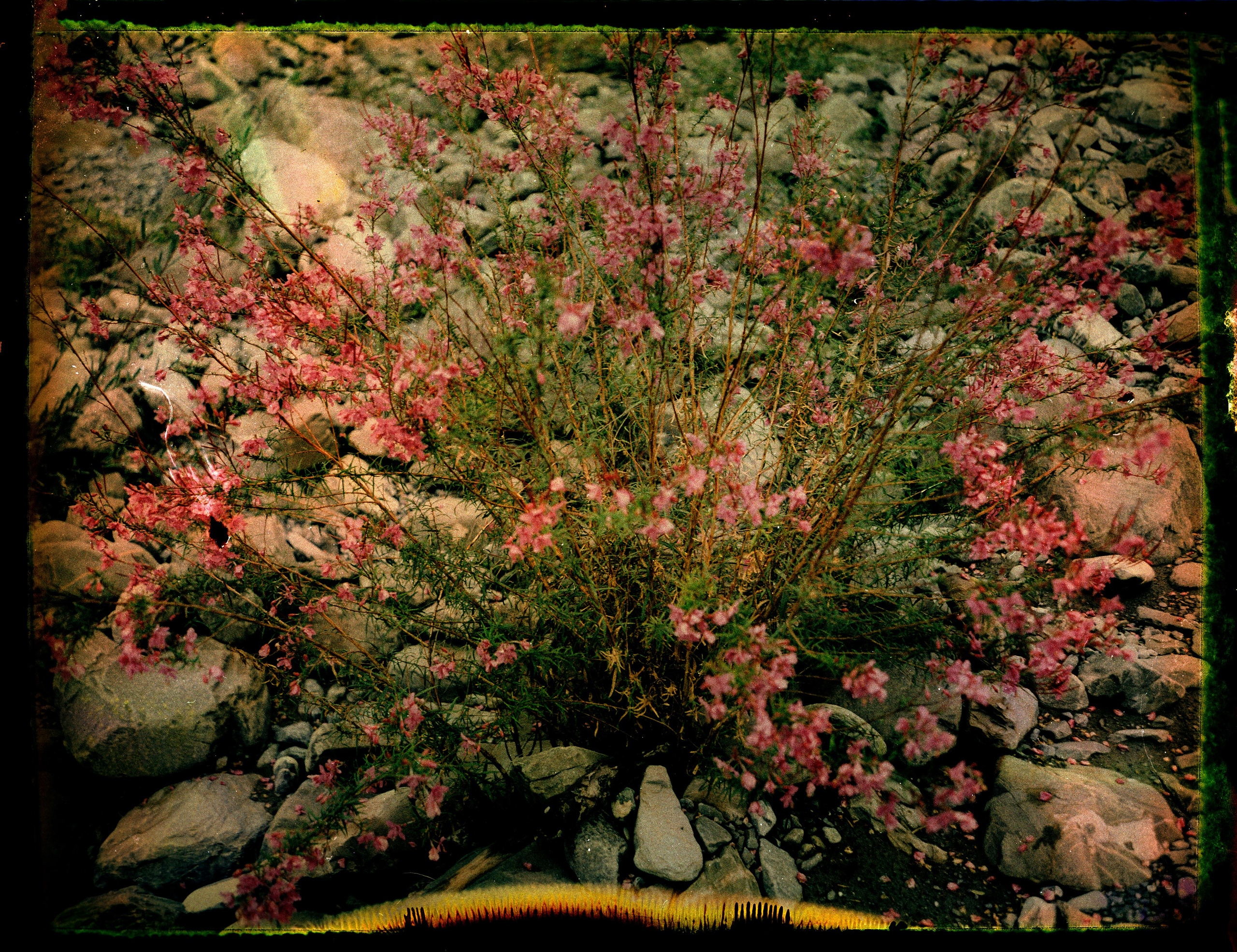 POLAROID. Www.sananaleskerov.com