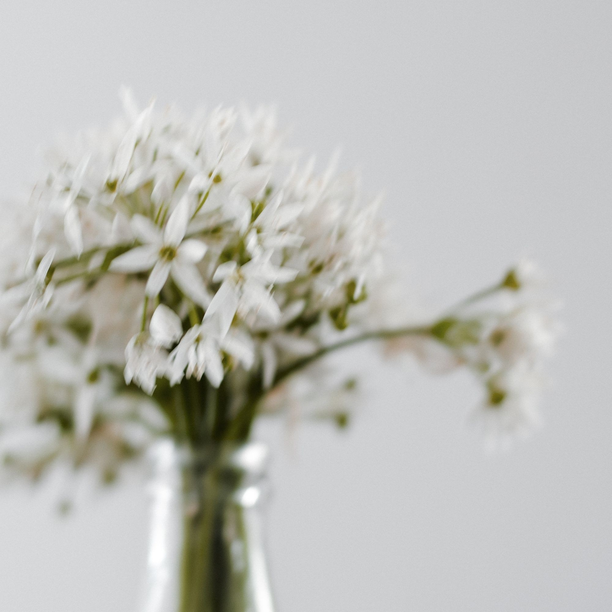 WILD GARLIC. Natalja Poplavska — Visual artist, Photographer, East Sussex, London