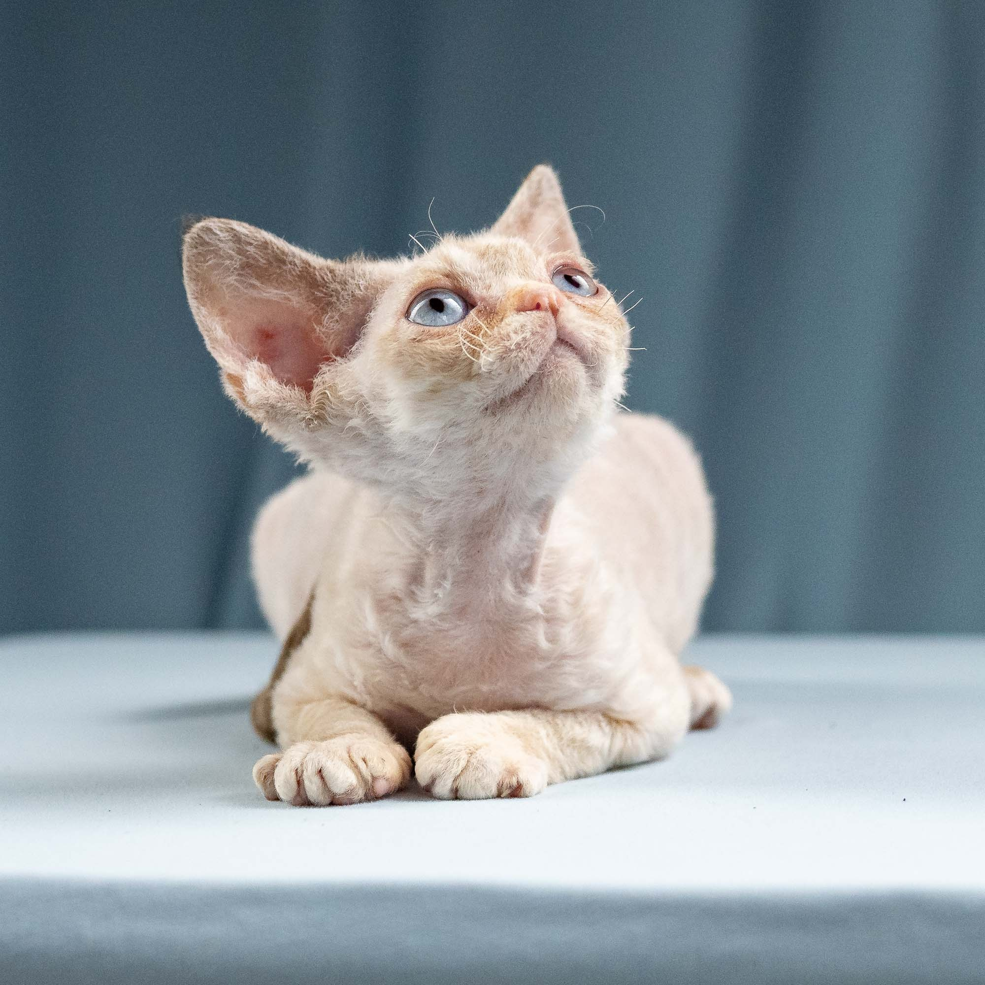 Iris, girl, born 06.01.2025. Devon Rex Pixie Cattery