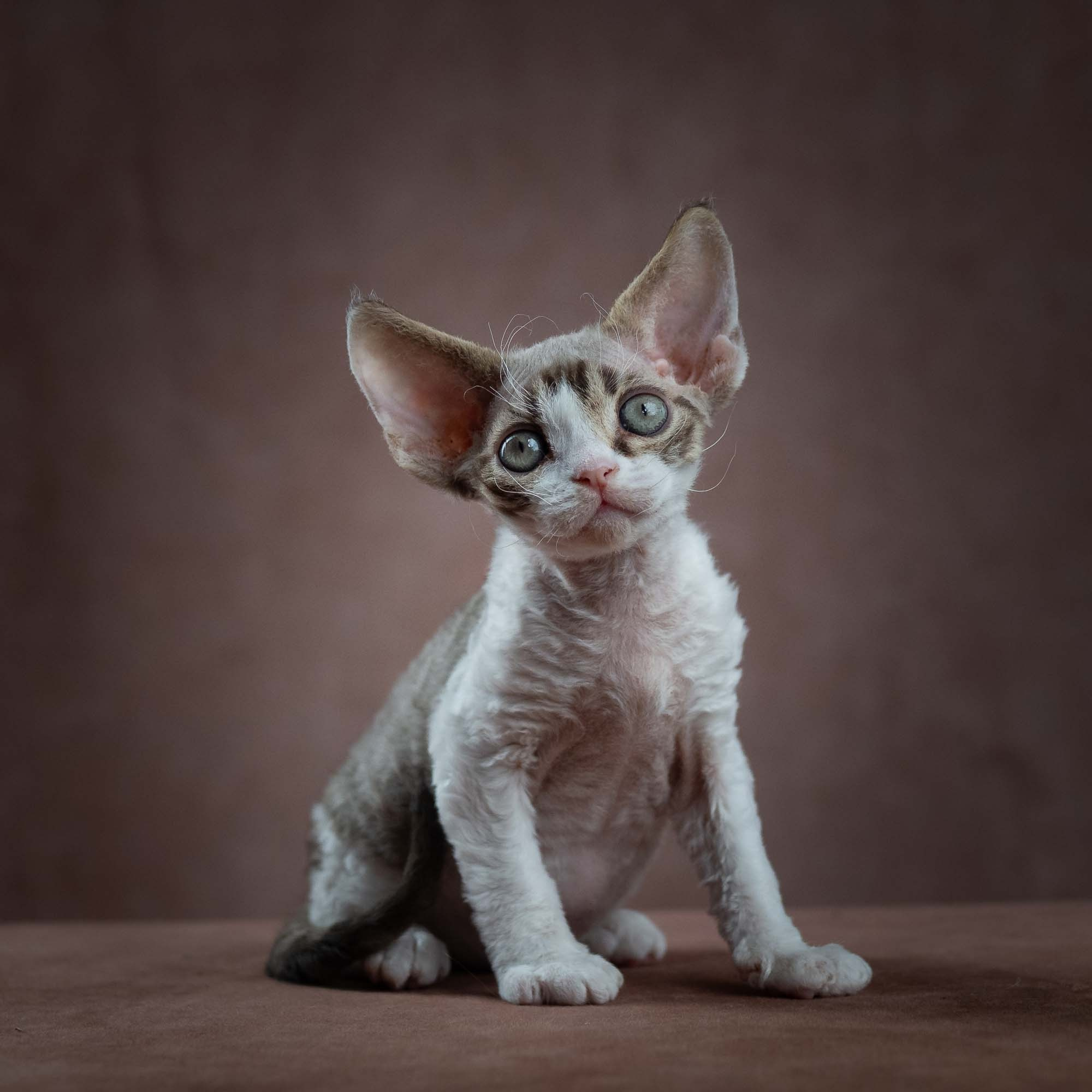 Eddie, boy, born on 06.09.24 Sold. Devon Rex Pixie Cattery